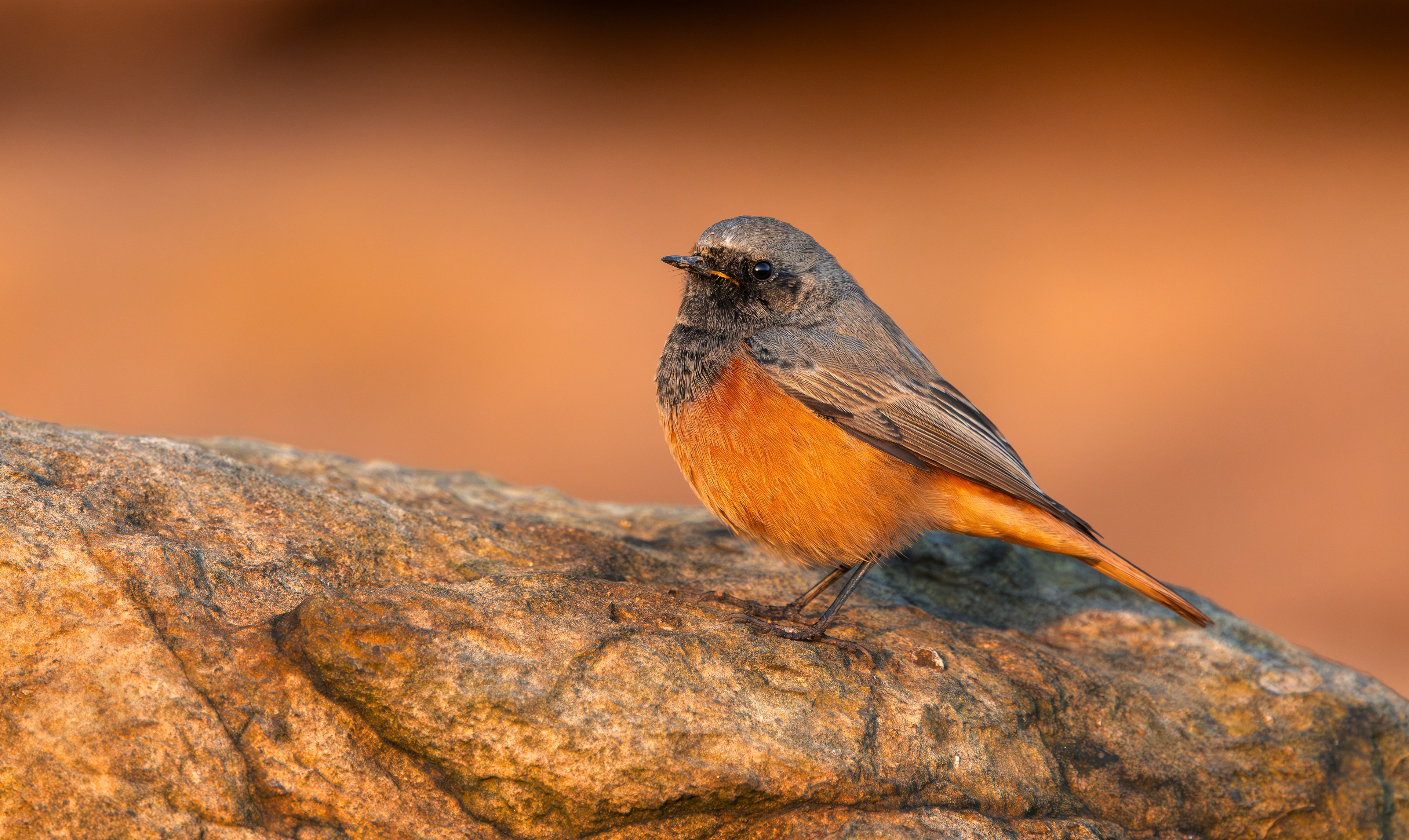 Eastern Black Redstart, Filey Brigg, North Yorkshire