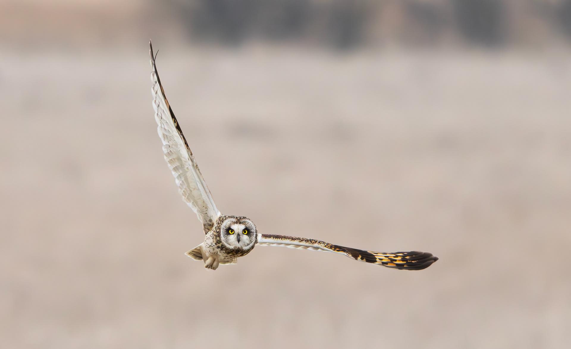 Short-eared Owl, Lincolnshire