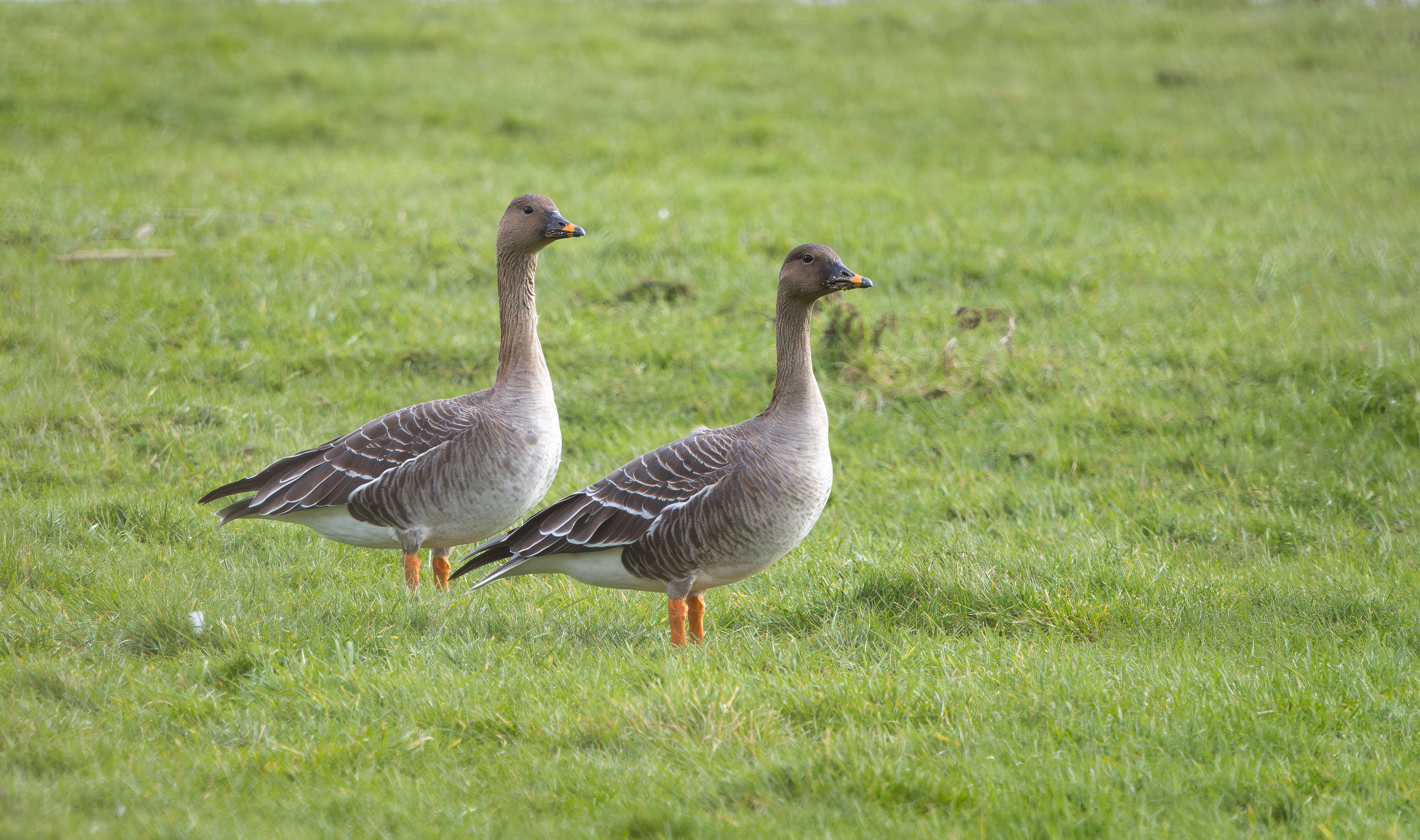 Tundra Bean Geese, Girton Pits, Nottinghamshire