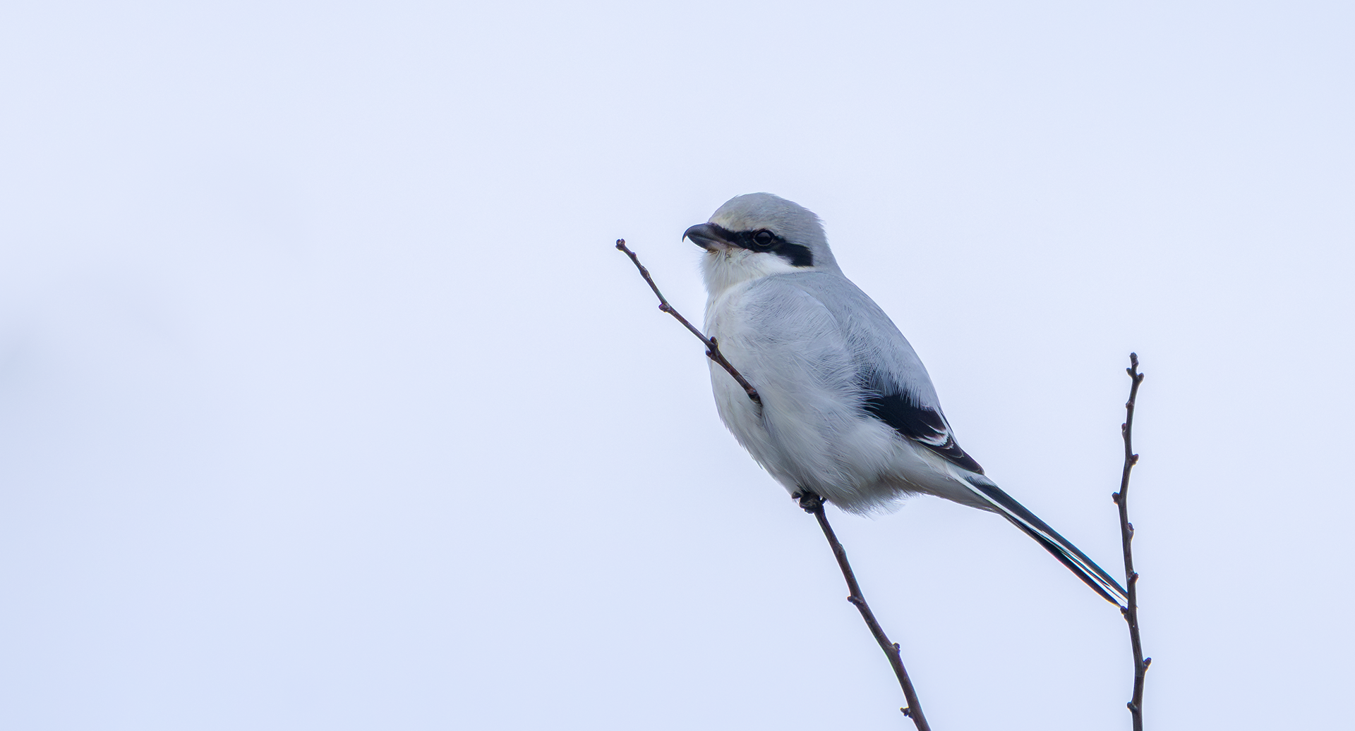 Great Grey Shrike, Fillingham, Lincolnshire
