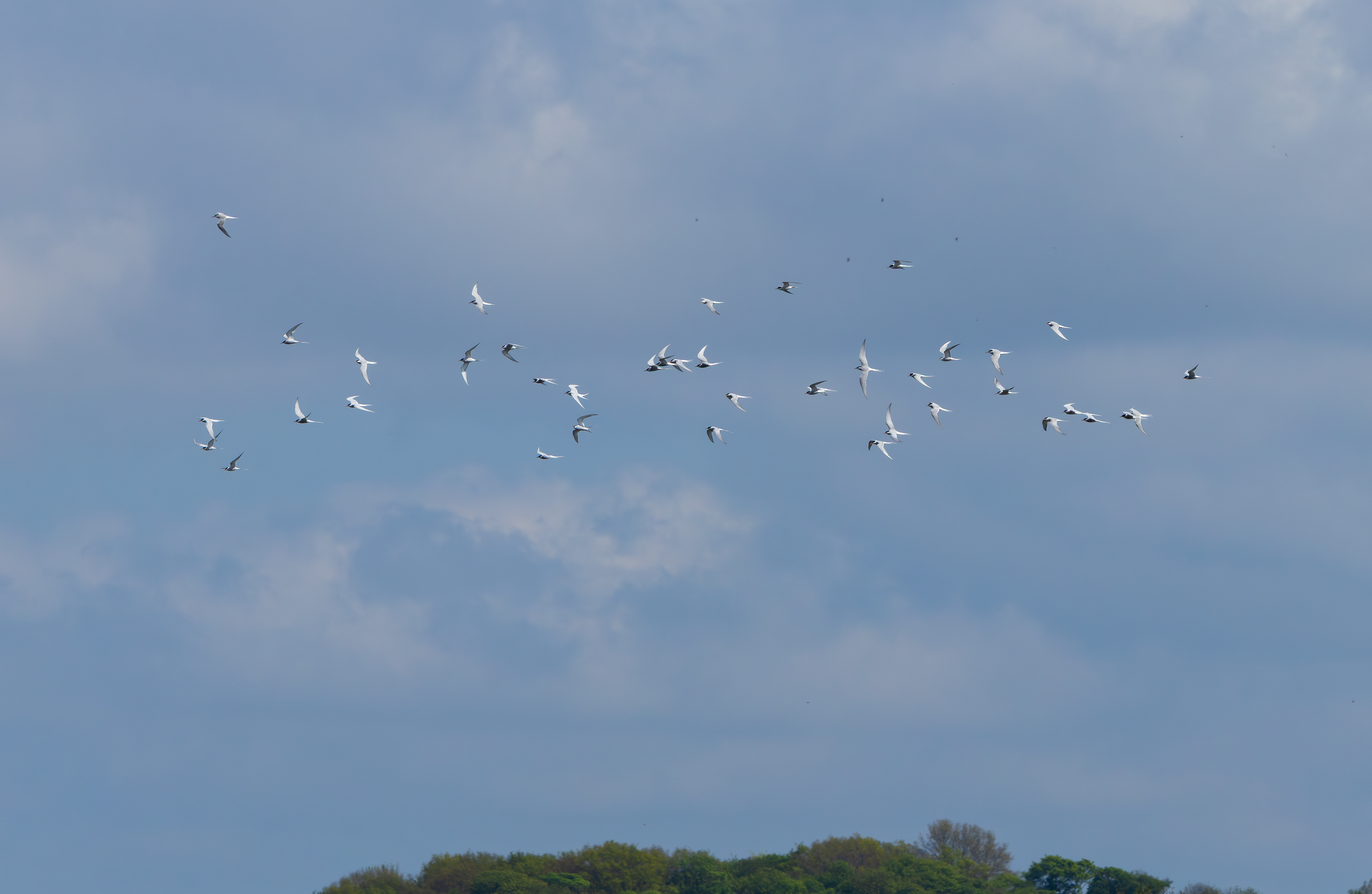 Arctic Tern, Attenborough NR, Nottinghamshire