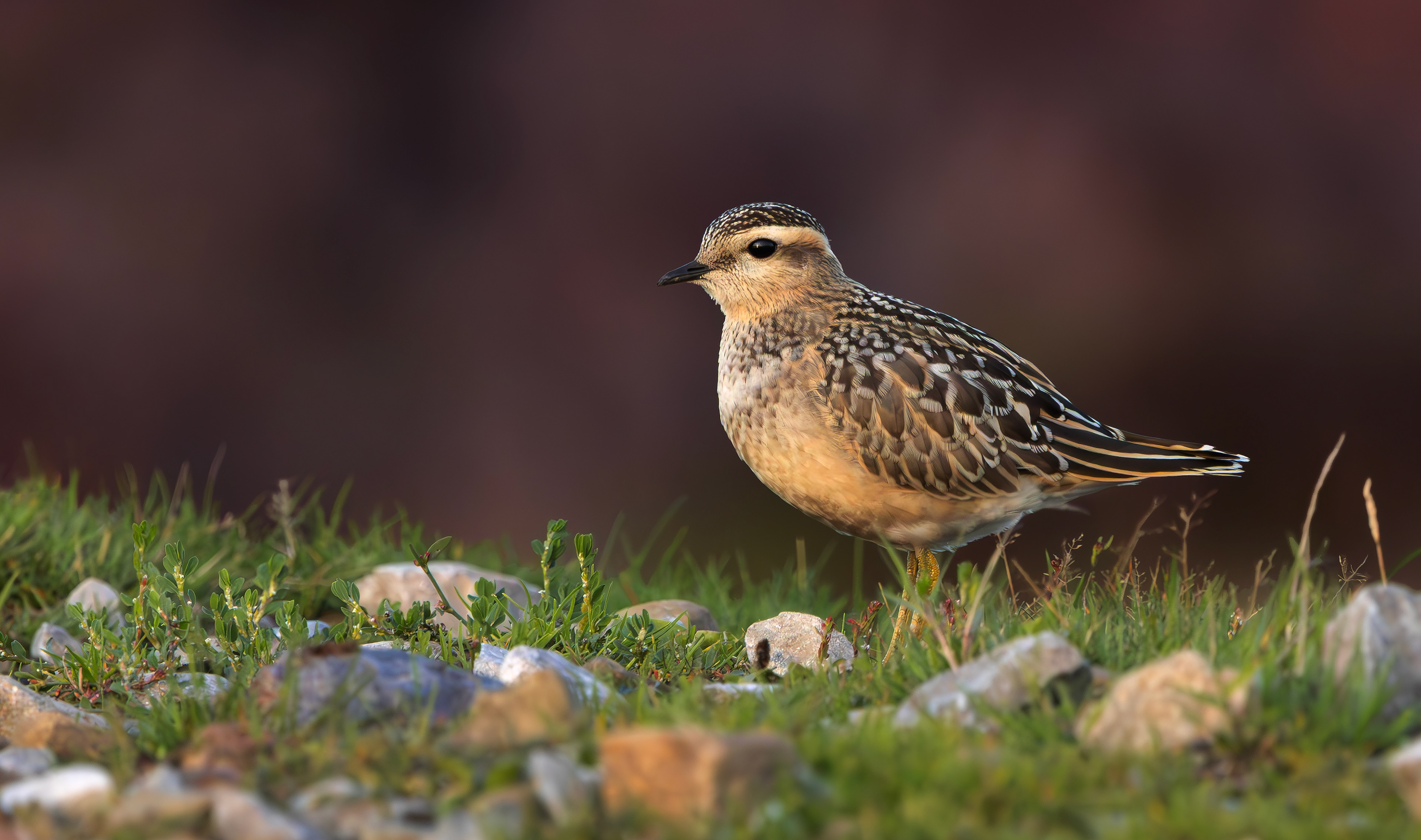 Eurasian Dotterel, Burbage Moor, South Yorkshire