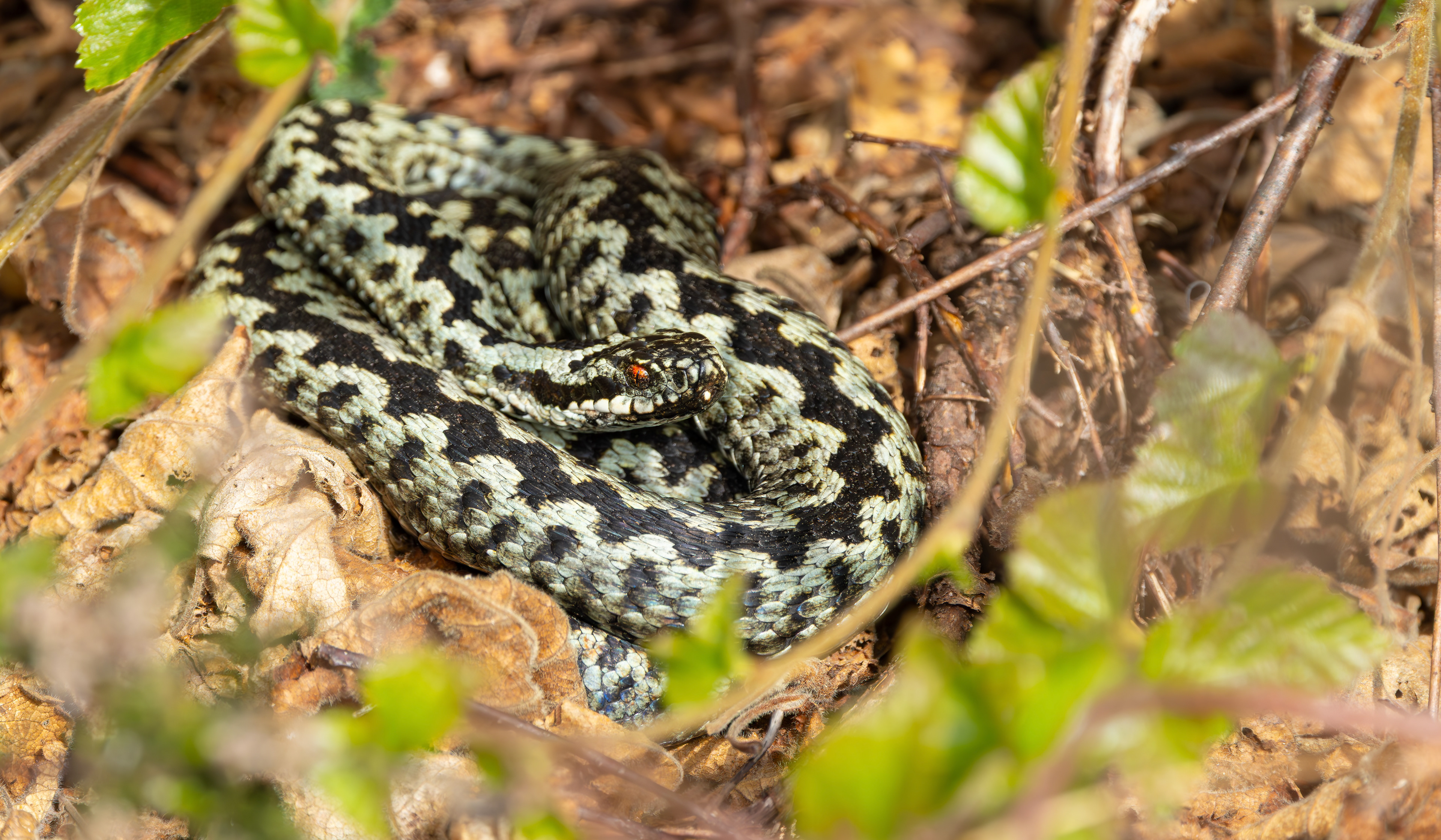 Adder, Lincolnshire