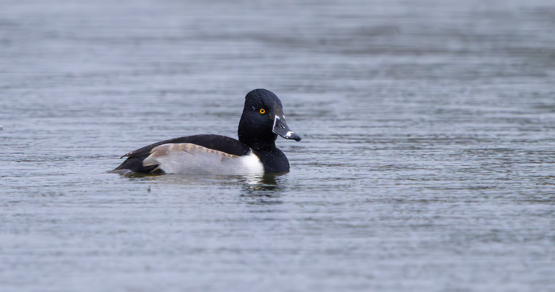 Ring-necked Duck, Shipley Country Park, Derbyshire