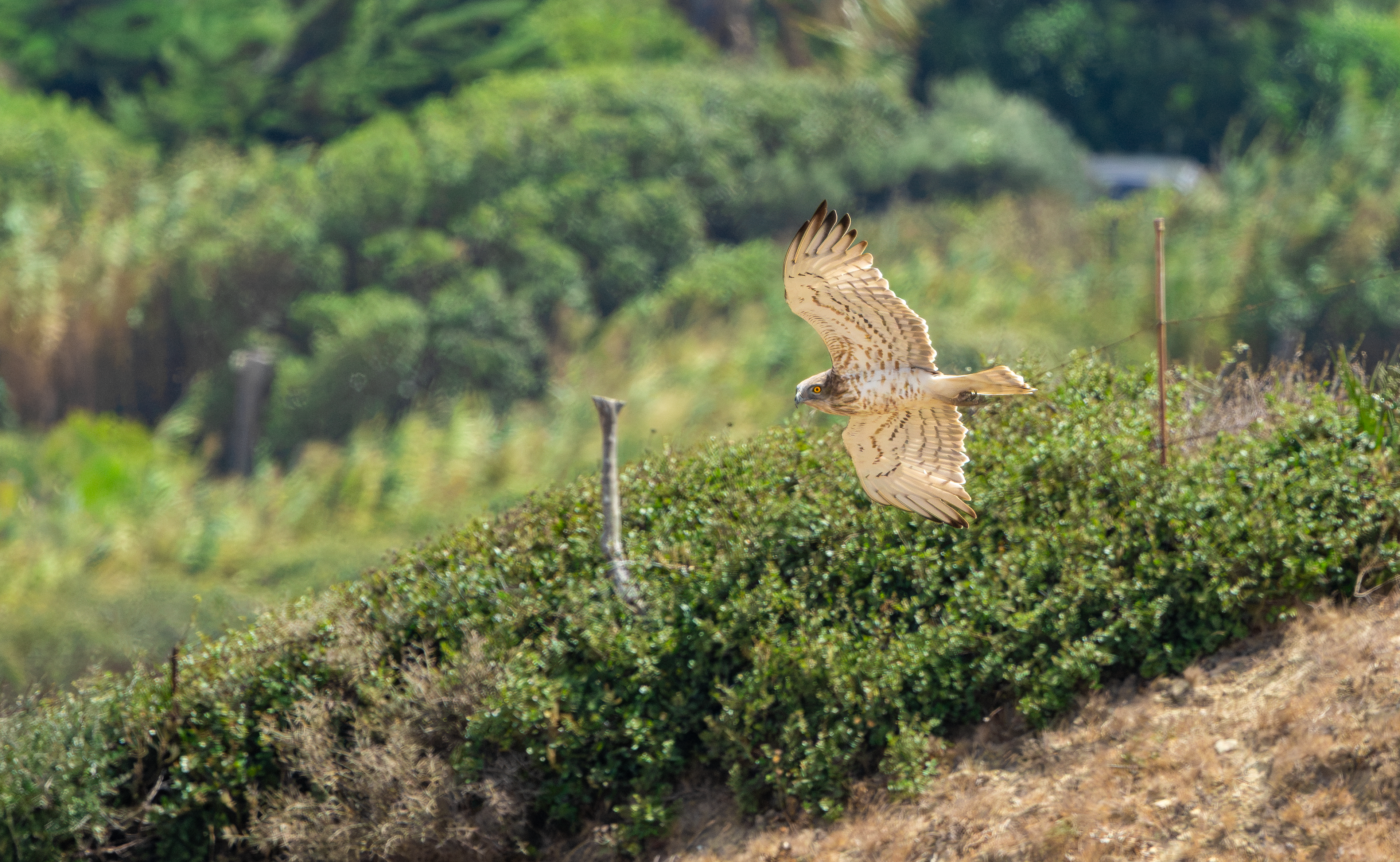 Short-toed Eagle, Trafico