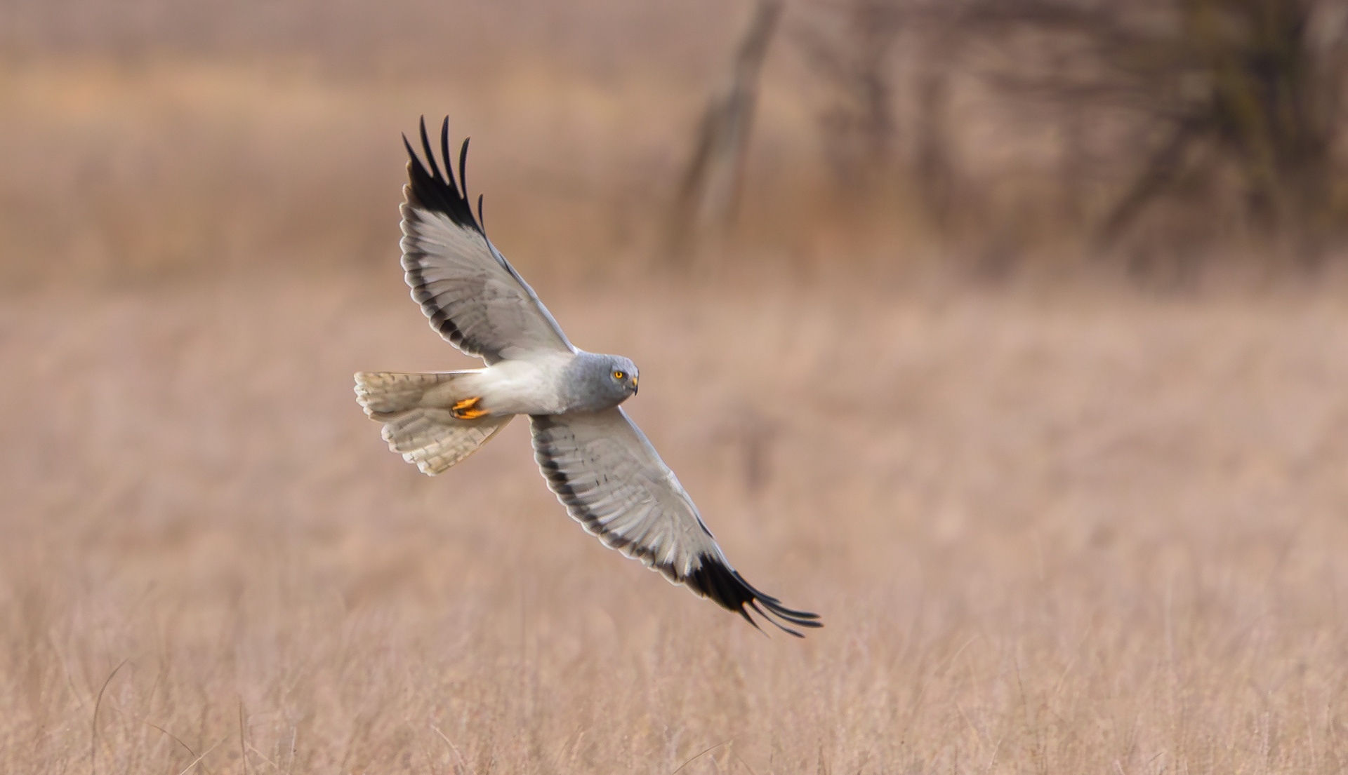 Hen Harrier, Lincolnshire