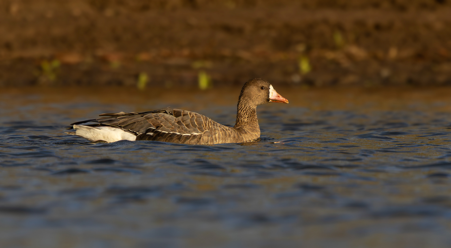Russian White-fronted Goose, Stoke Bardolph, Nottinghamshire