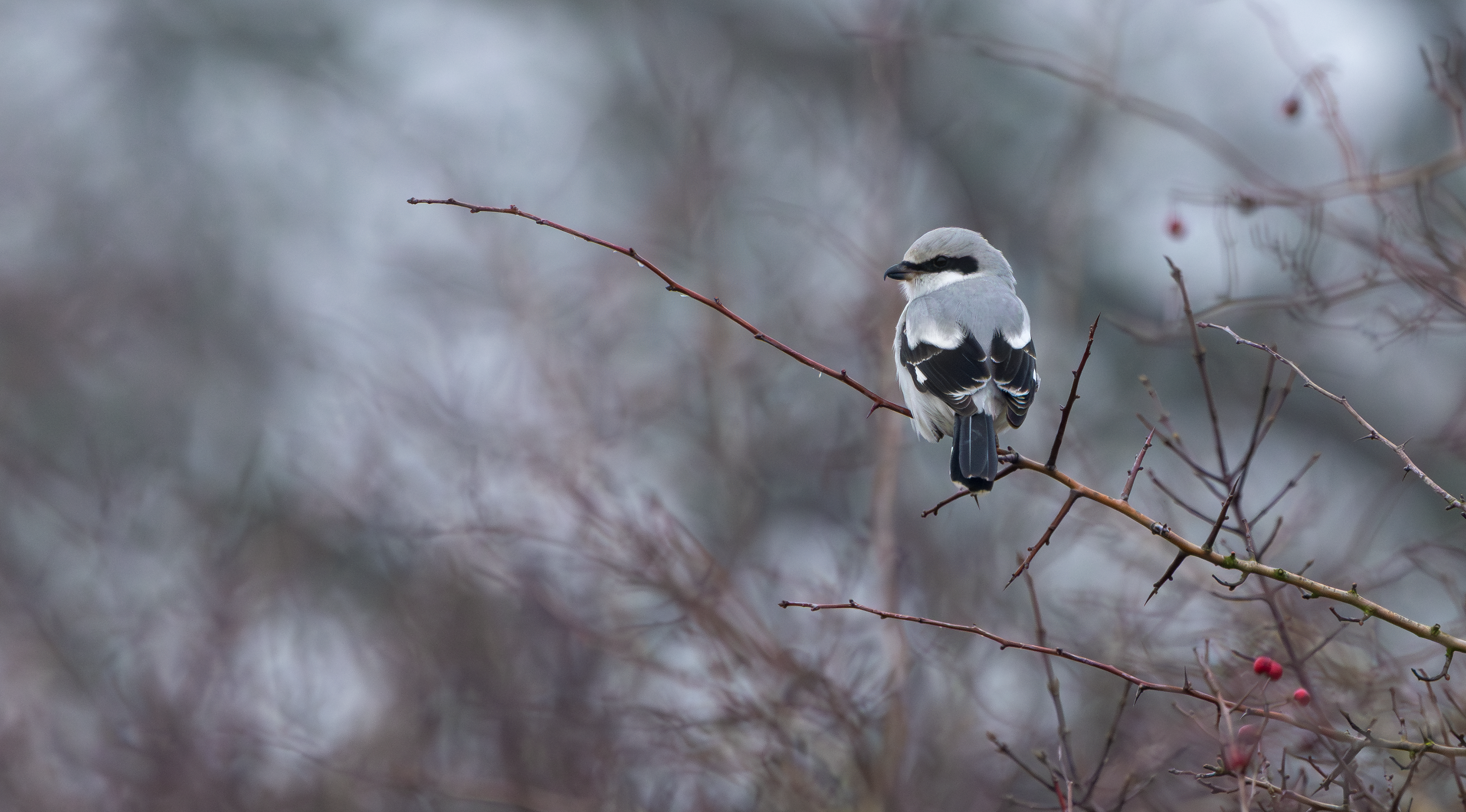 Great Grey Shrike, Fillingham, Lincolnshire