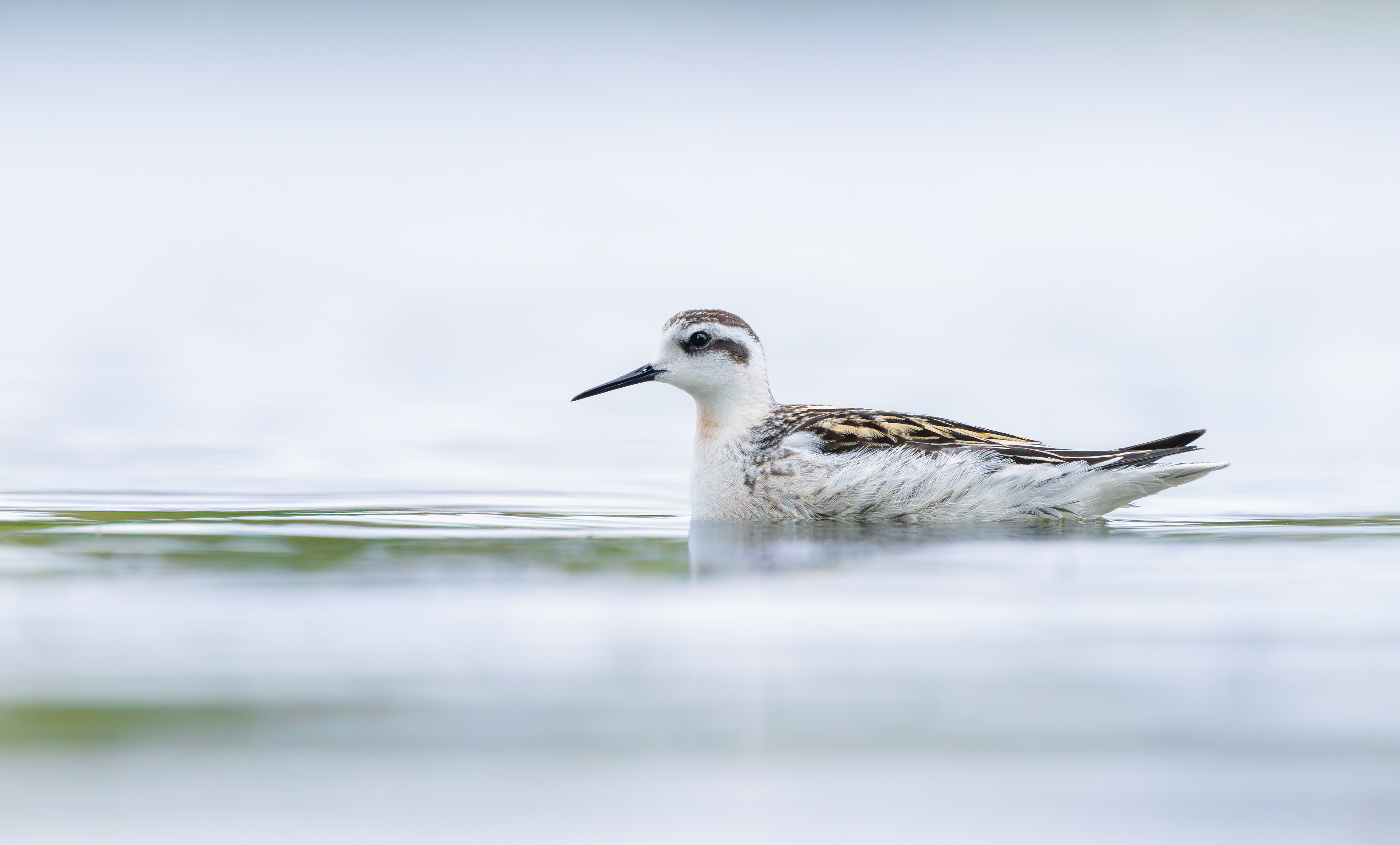 Red-necked Phalarope, Kingsbury Water Park, Warwickshire