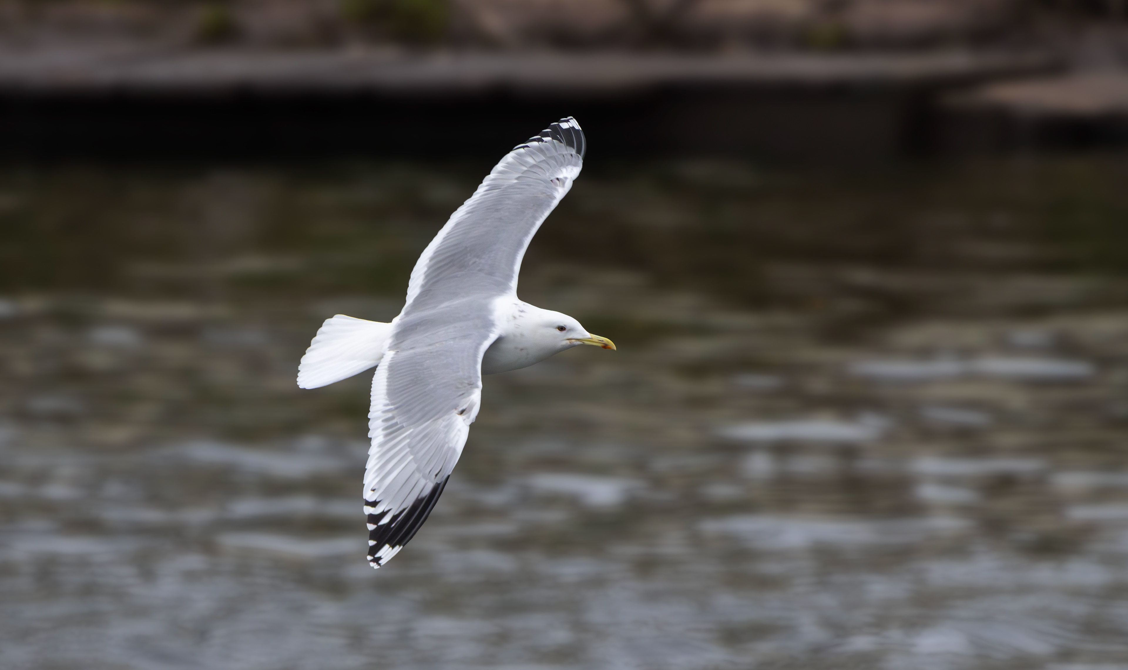 Caspian Gull, Stoke Bardolph, Nottinghamshire