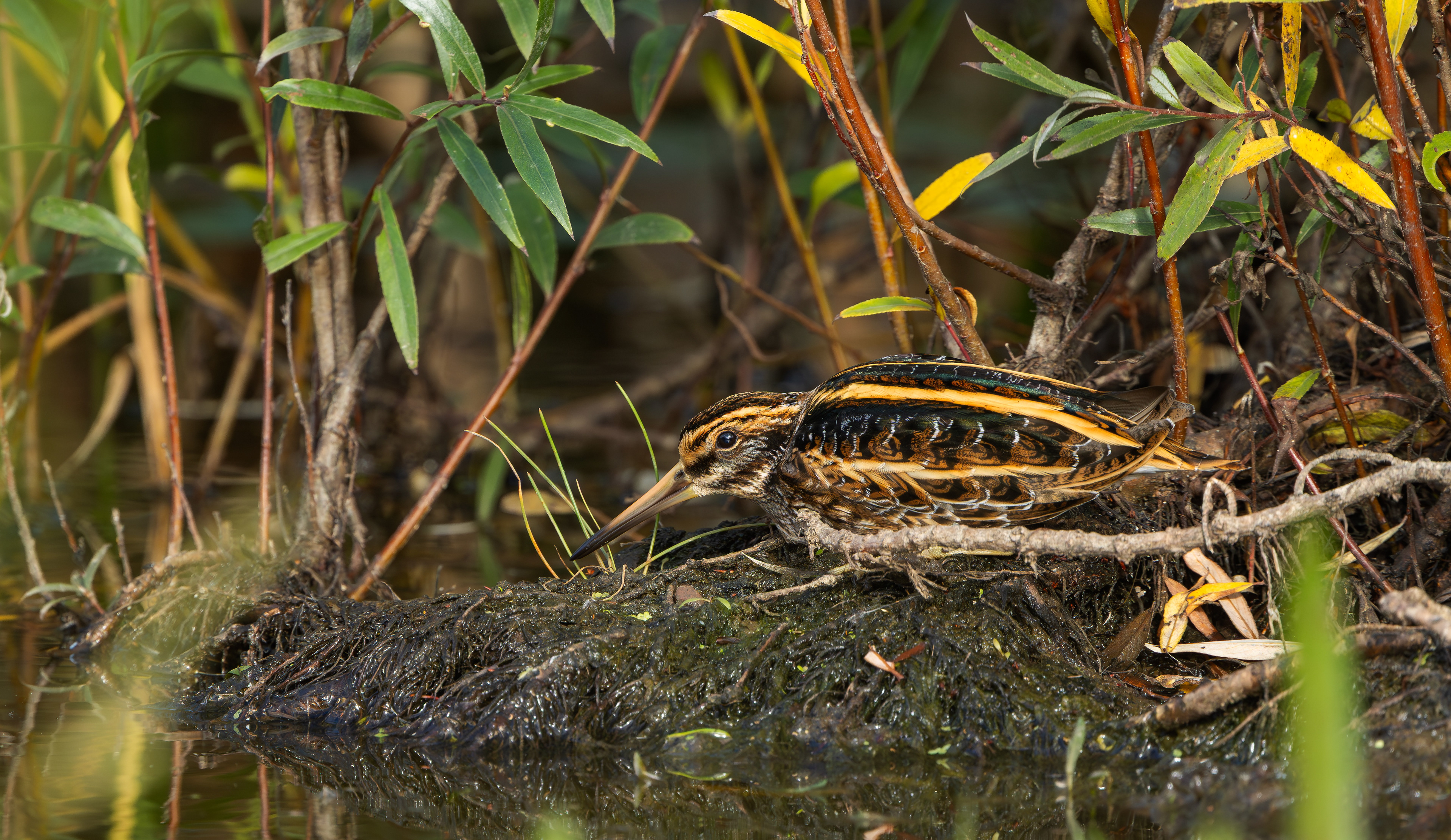 Jack Snipe, Nottinghamshire