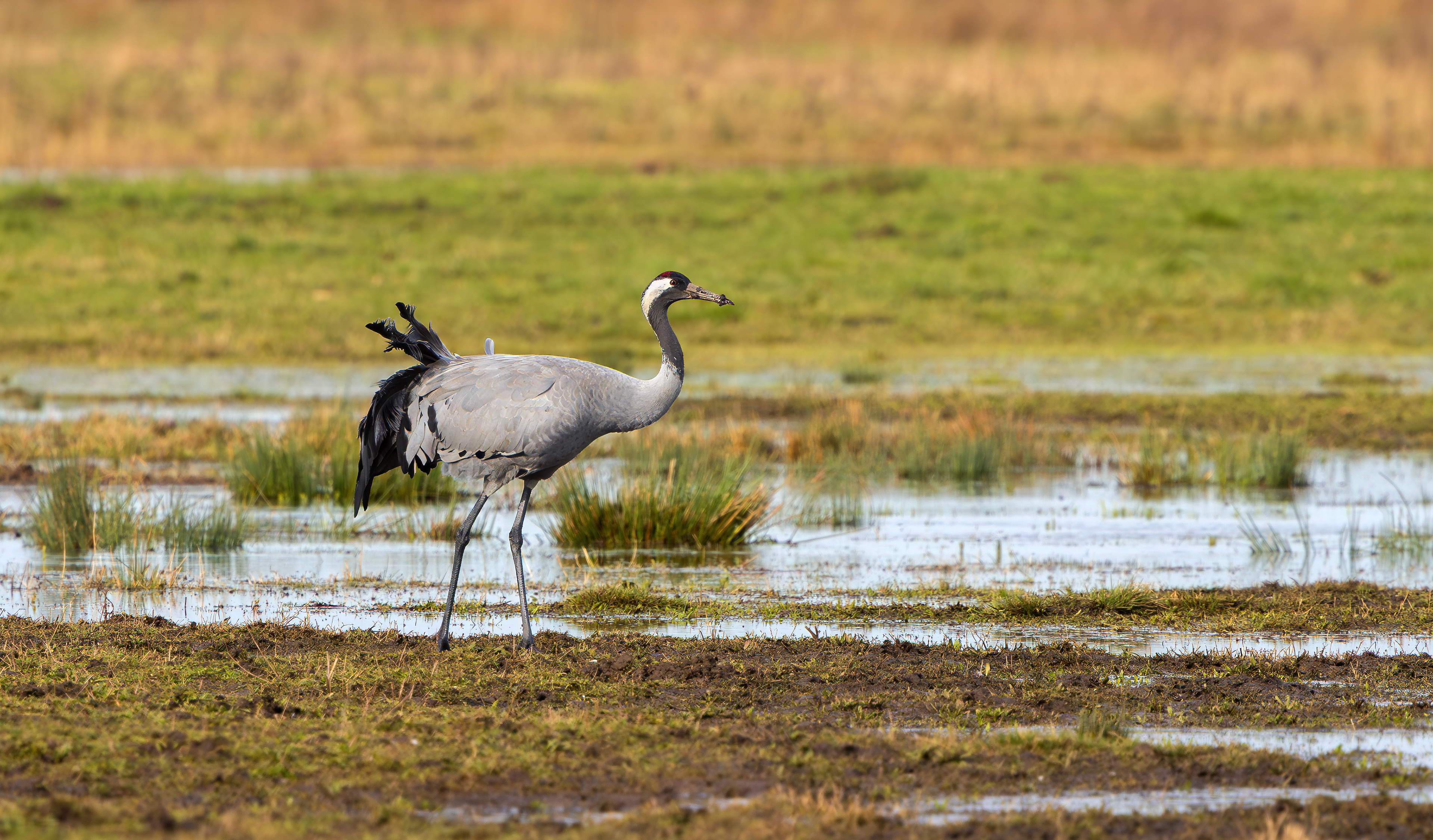 Common Crane, Willow Tree Fen LWT, Lincolnshire