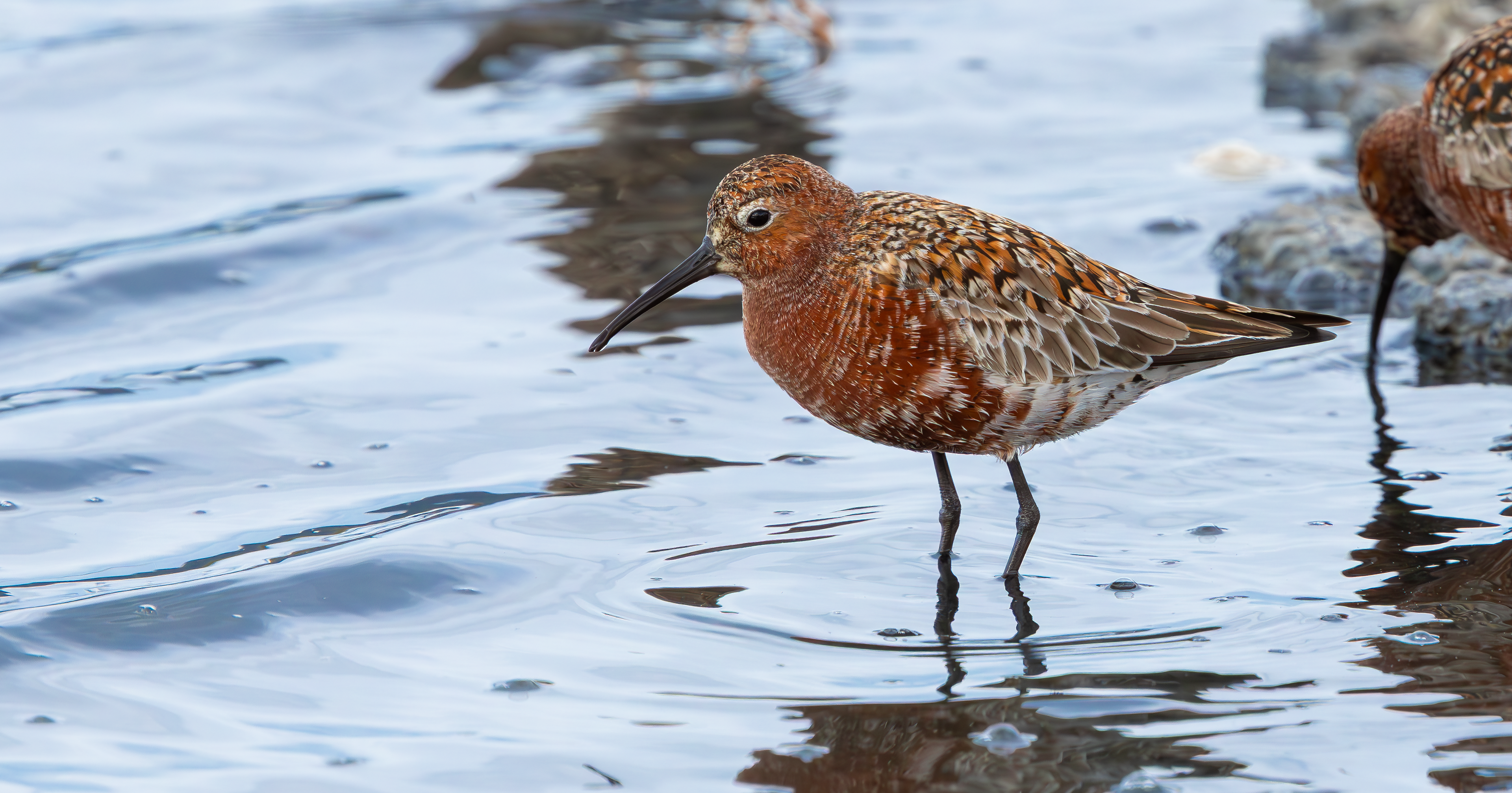Curlew Sandpiper