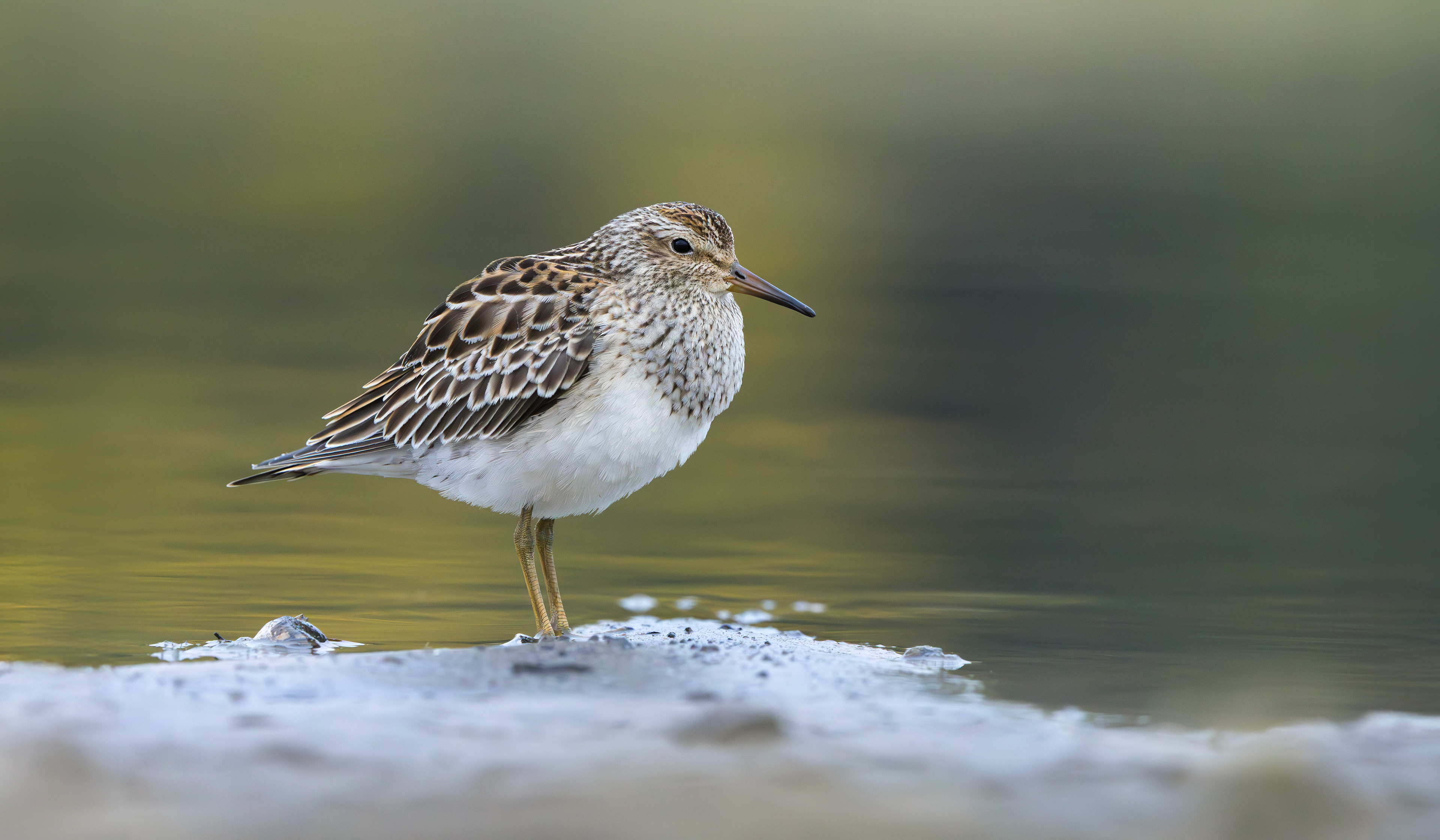 Pectoral Sandpiper, Hollowell Reservoir, Northamptonshire