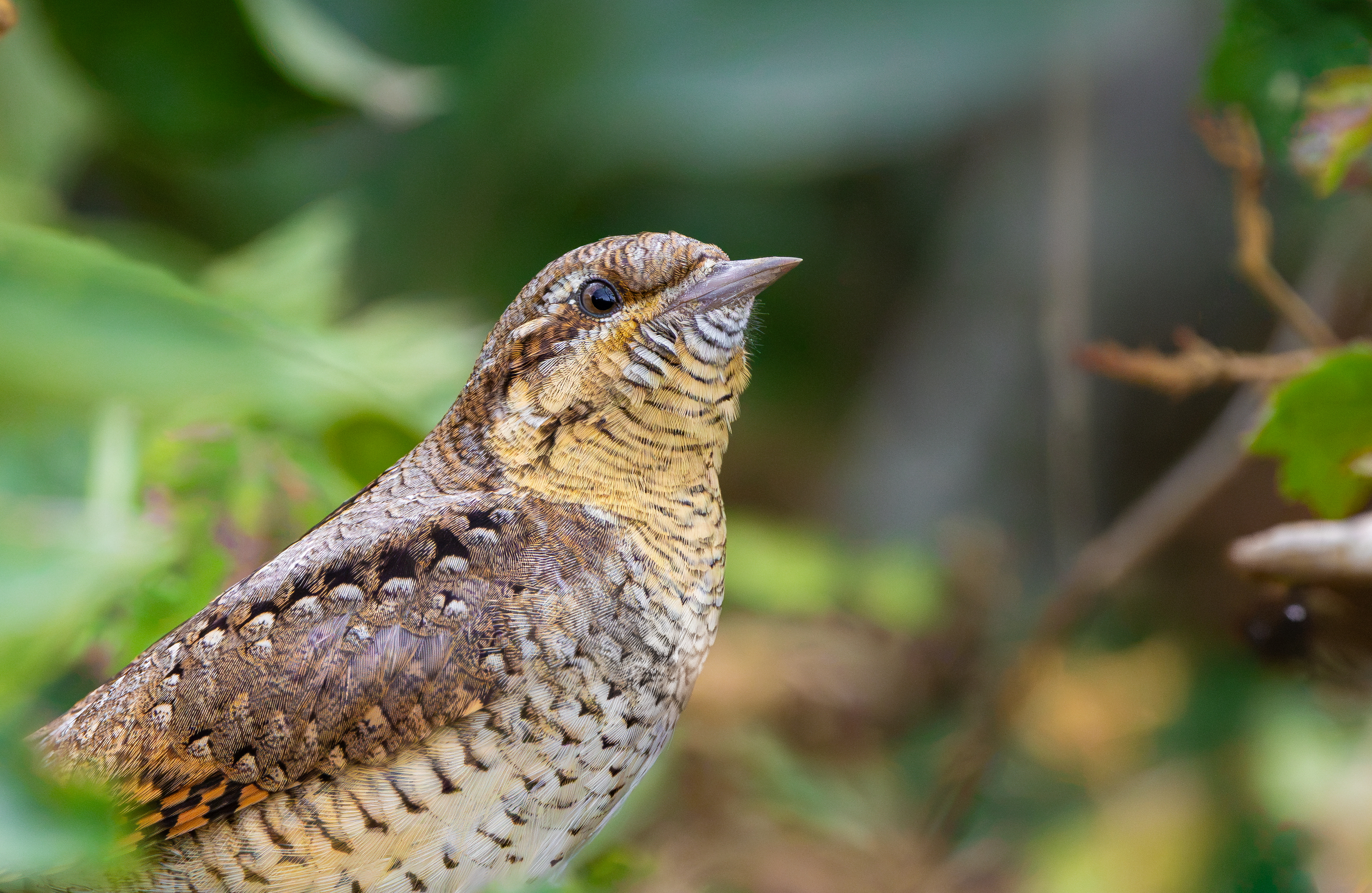 Wryneck, Freiston Shore RSPB, Lincolnshire