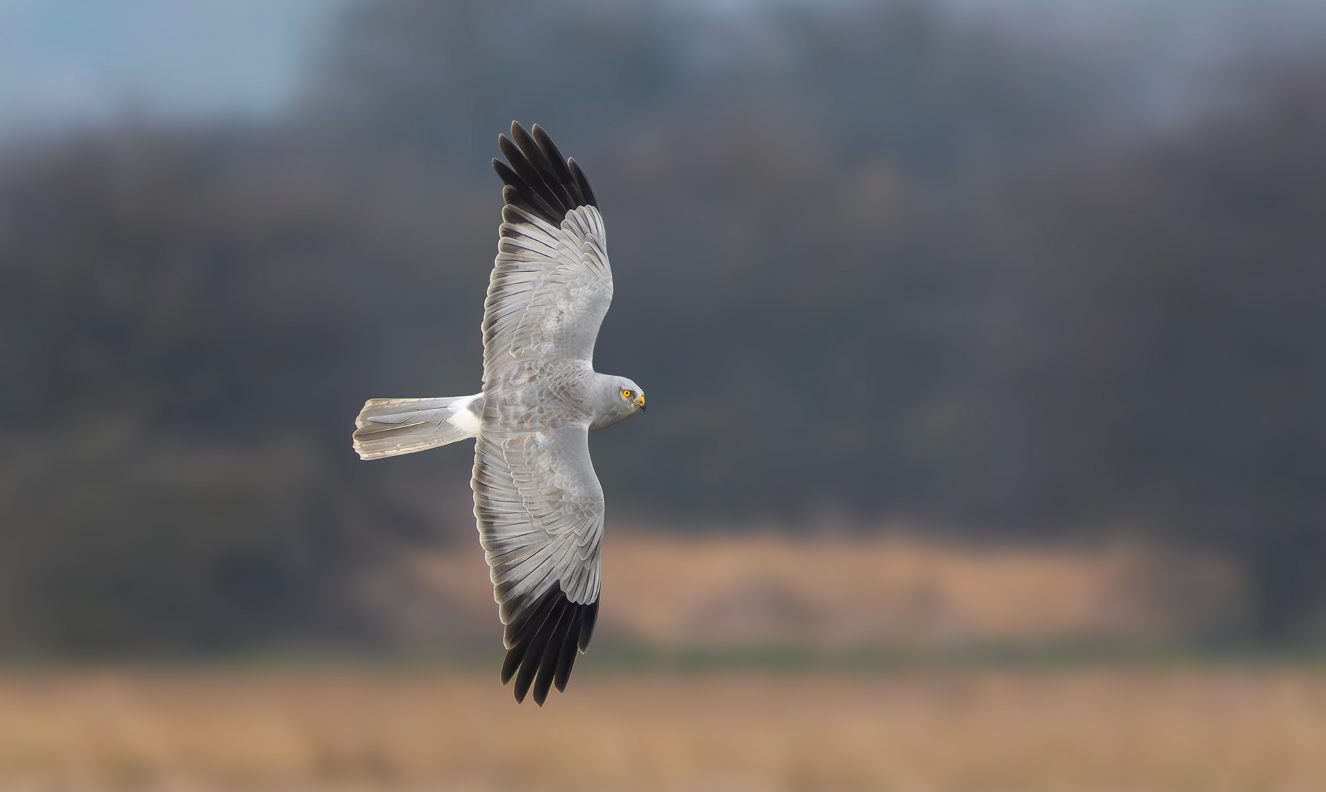 Hen Harrier, Lincolnshire