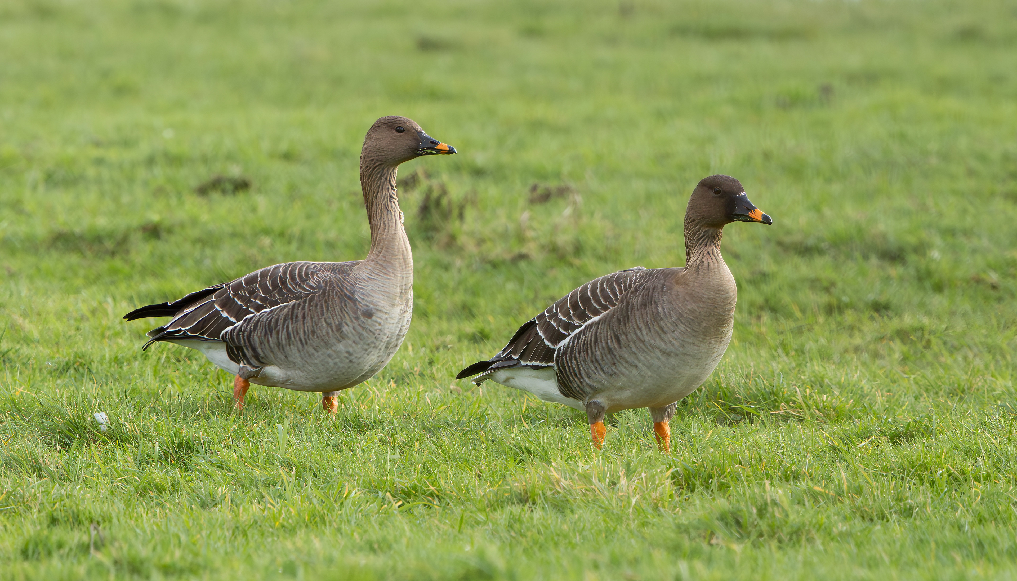 Tundra Bean Geese, Girton Pits, Nottinghamshire