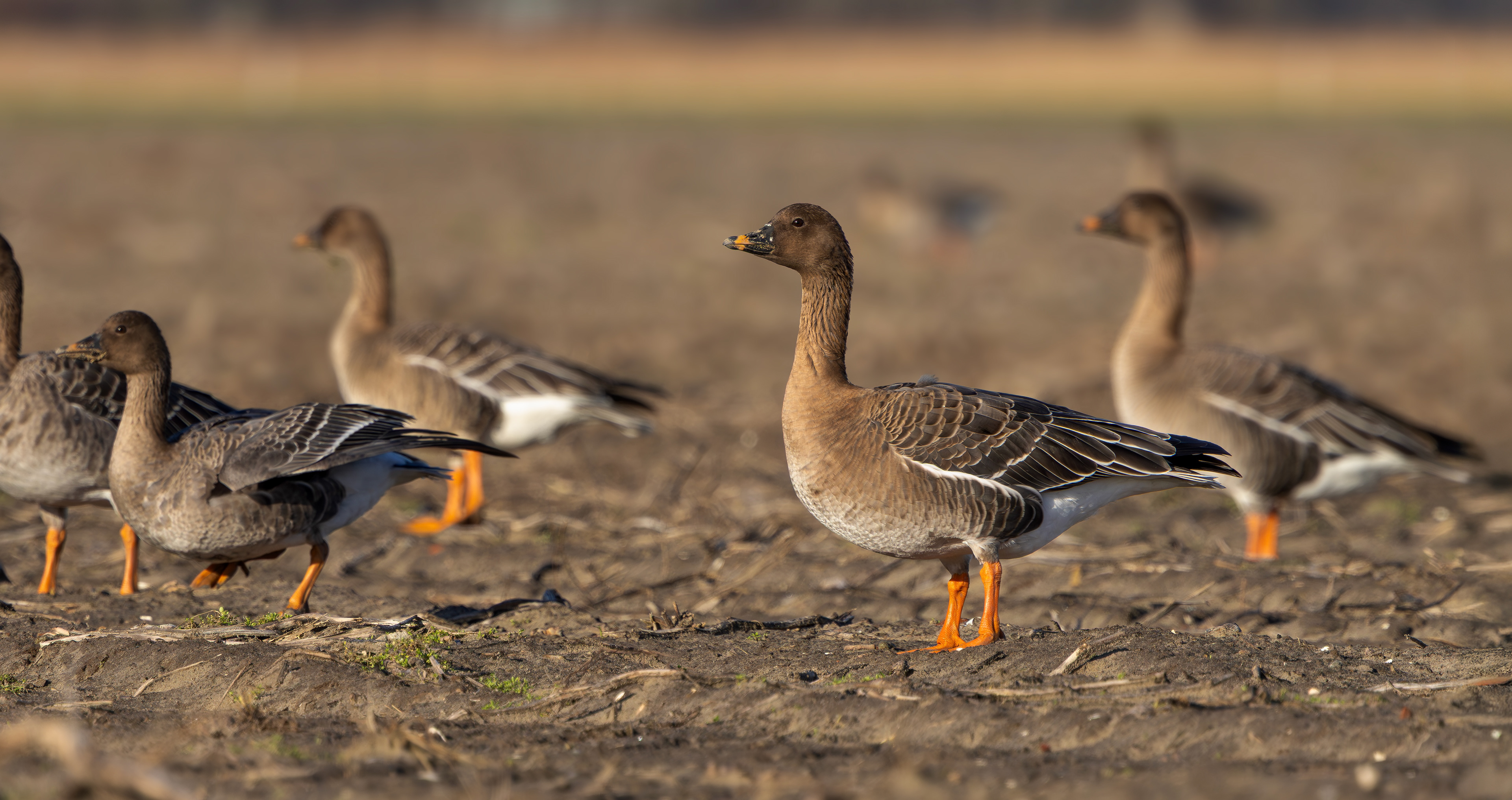 Tundra Bean Geese, Texel