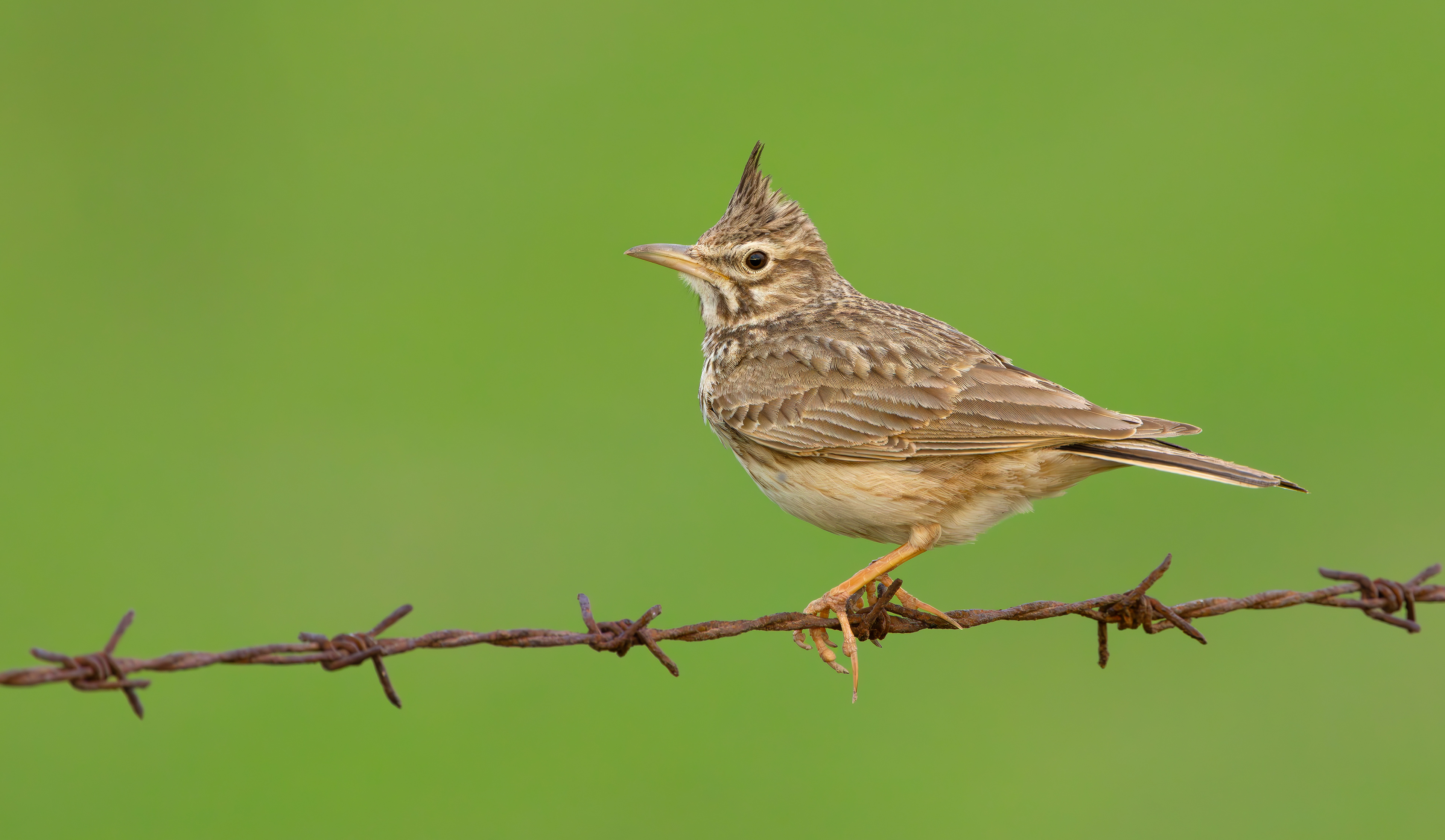 Crested Lark