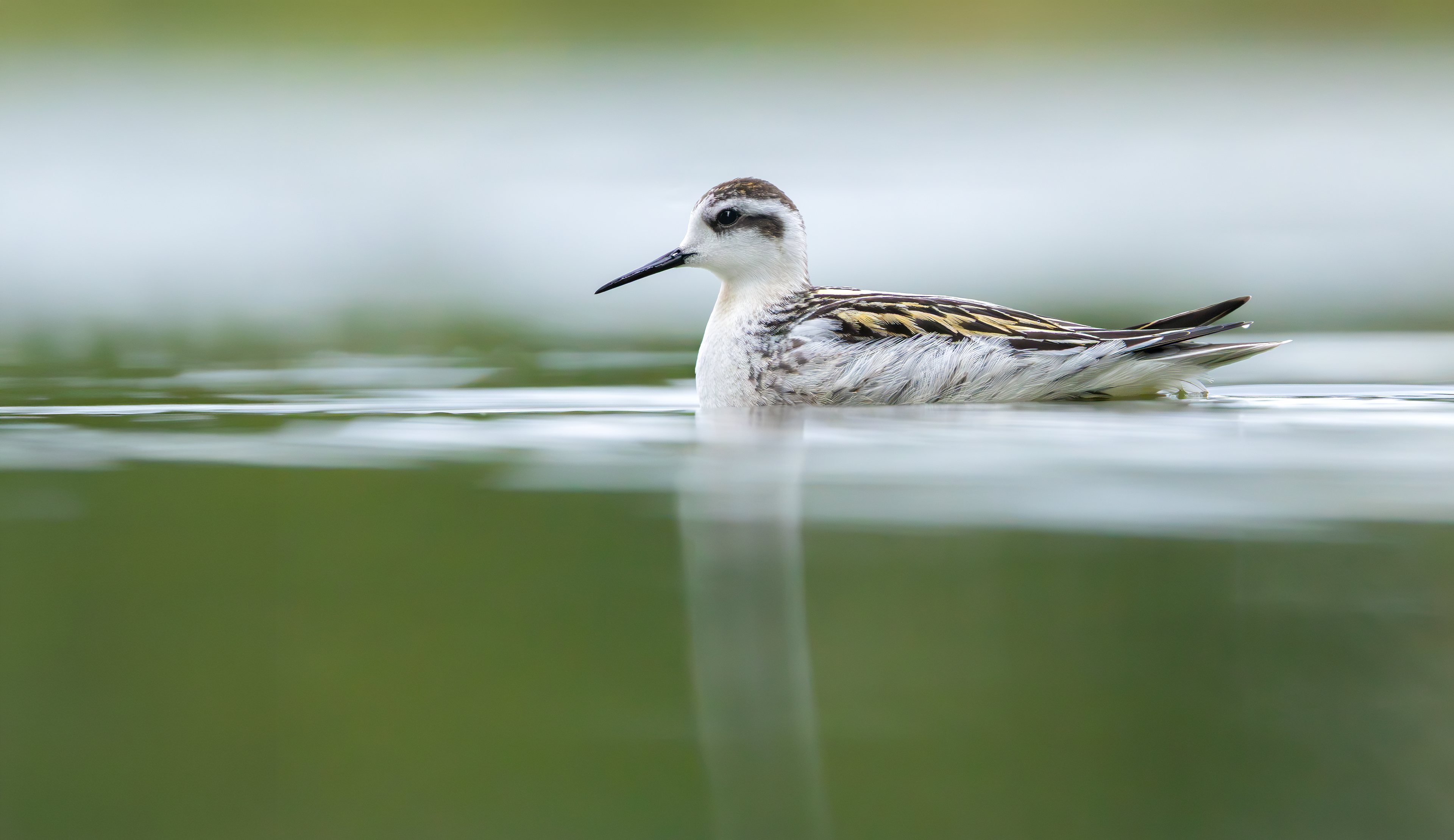 Red-necked Phalarope, Kingsbury Water Park, Warwickshire