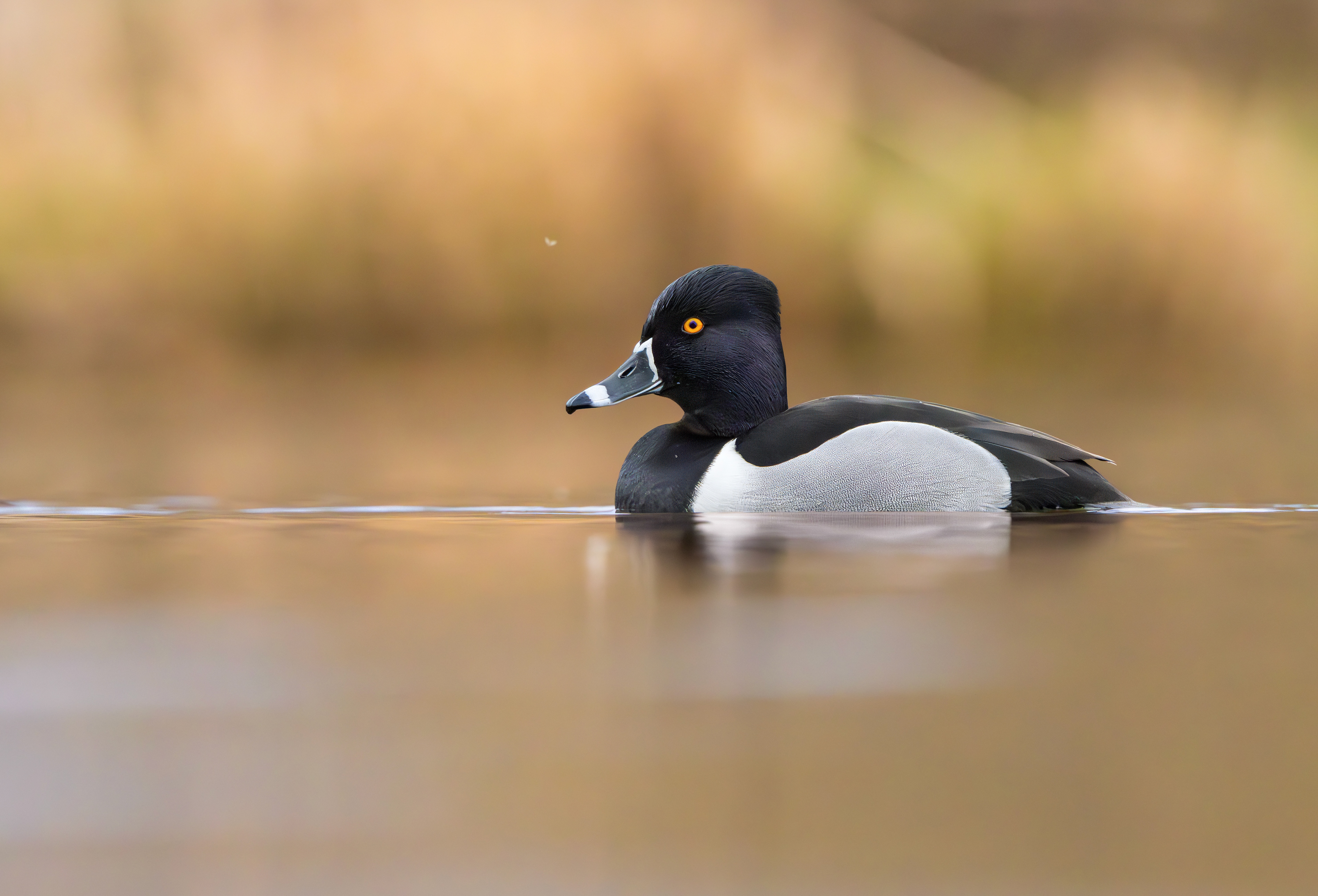 Ring-necked Duck, Codnor Park, Derbyshire