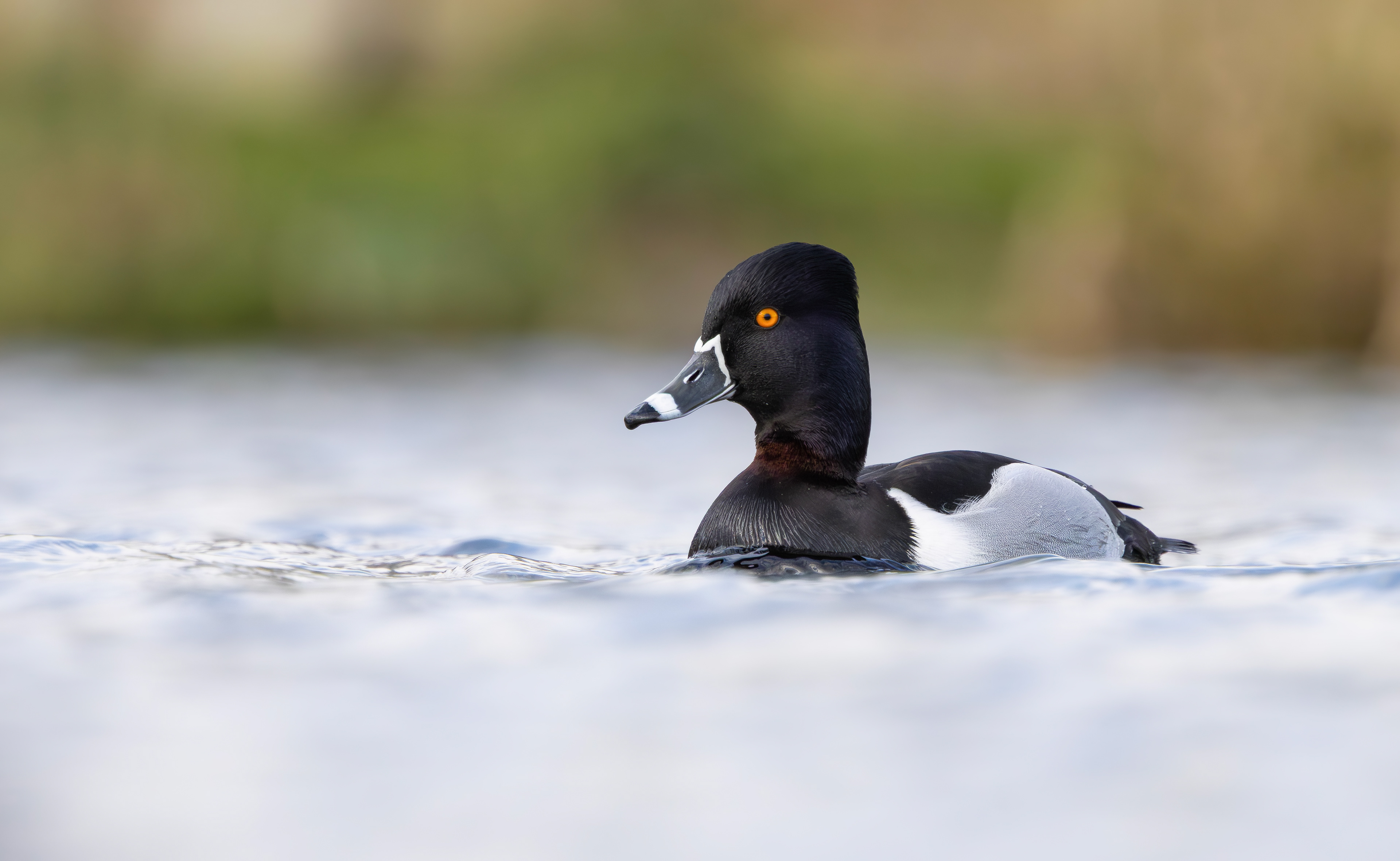 Ring-necked Duck, Codnor Park, Derbyshire