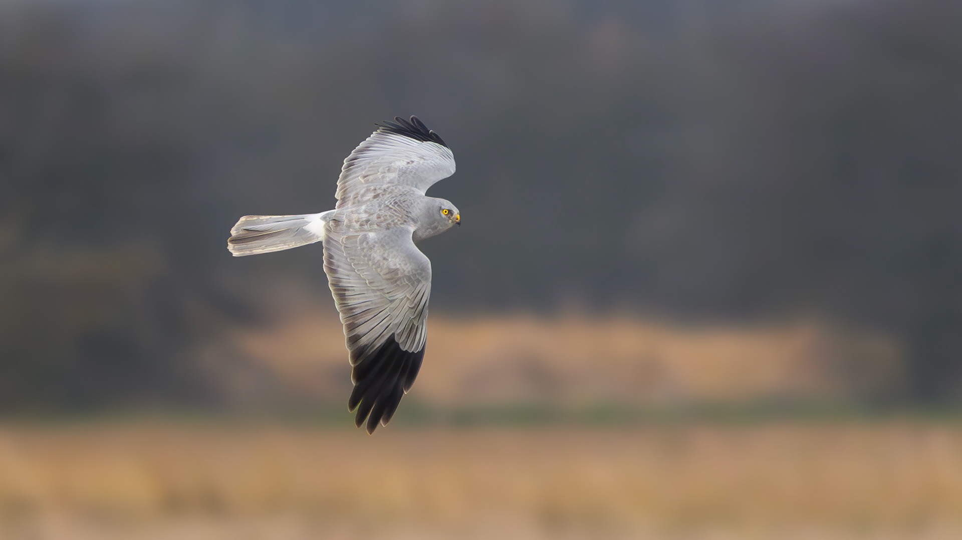Hen Harrier, Lincolnshire