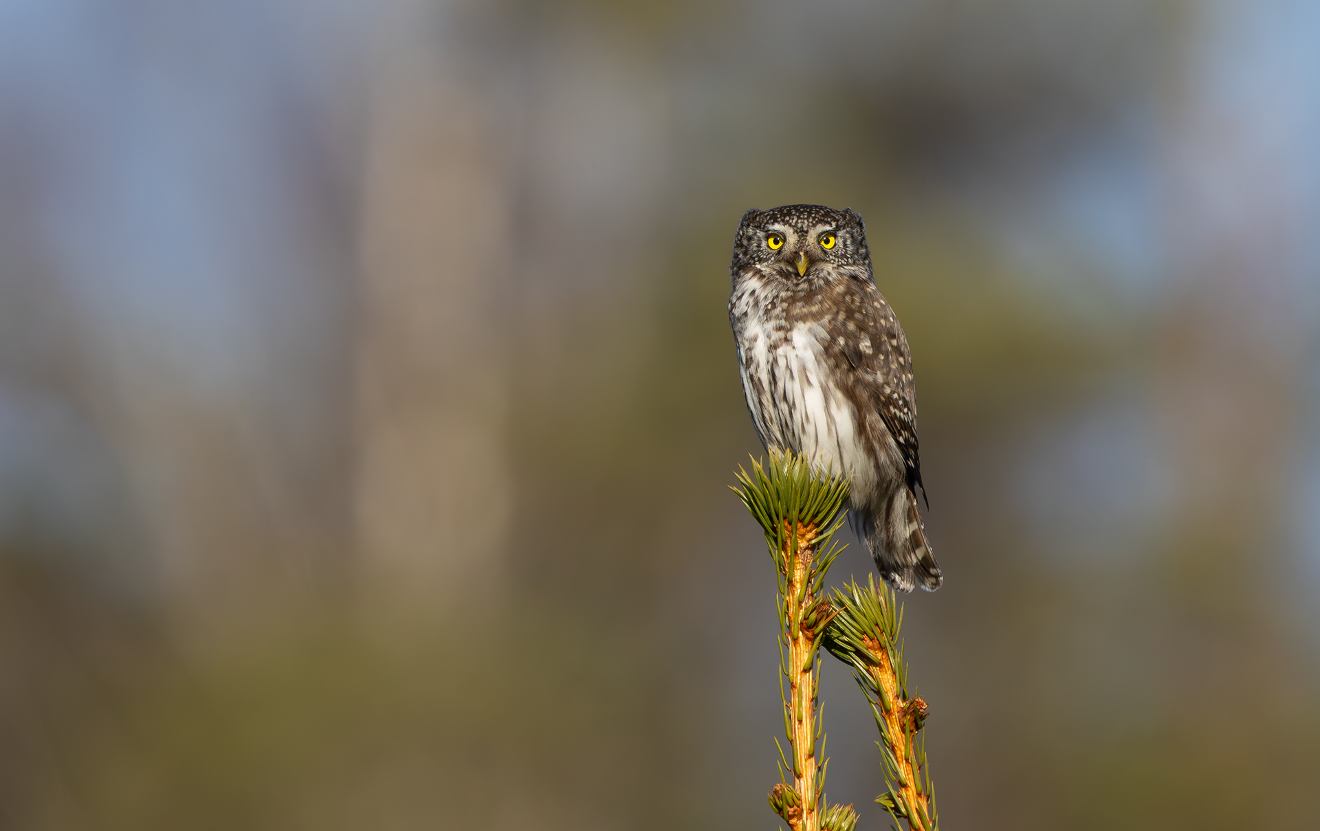 Eurasian Pygmy Owl