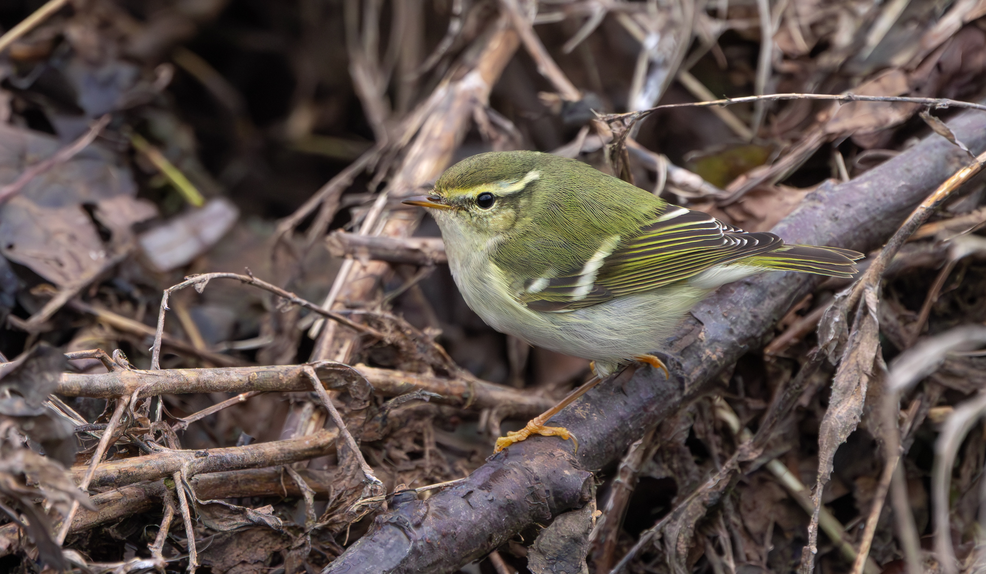 Yellow-browed Warbler, Hurley, Warwickshire