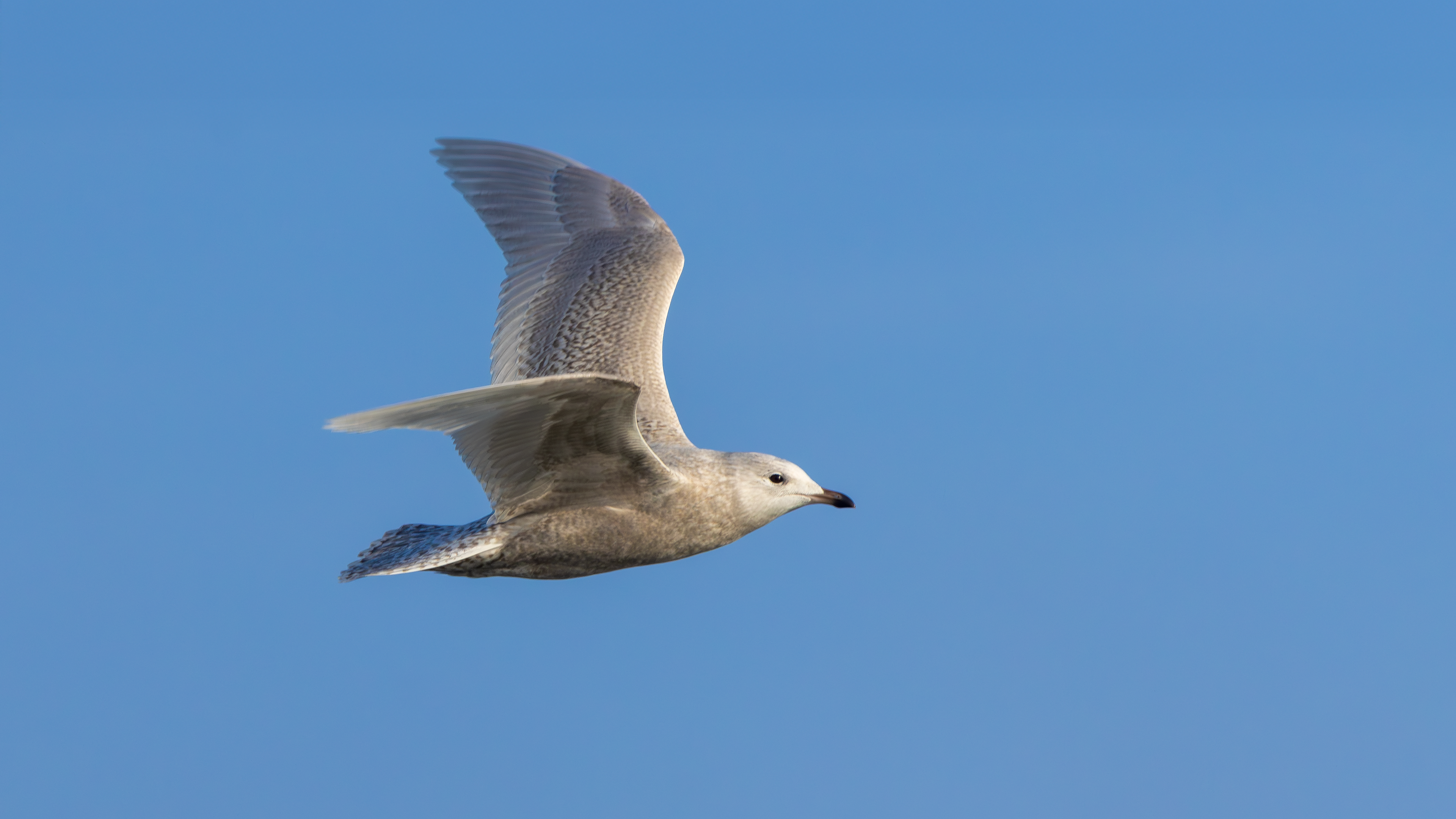 Iceland Gull, Julianadorp