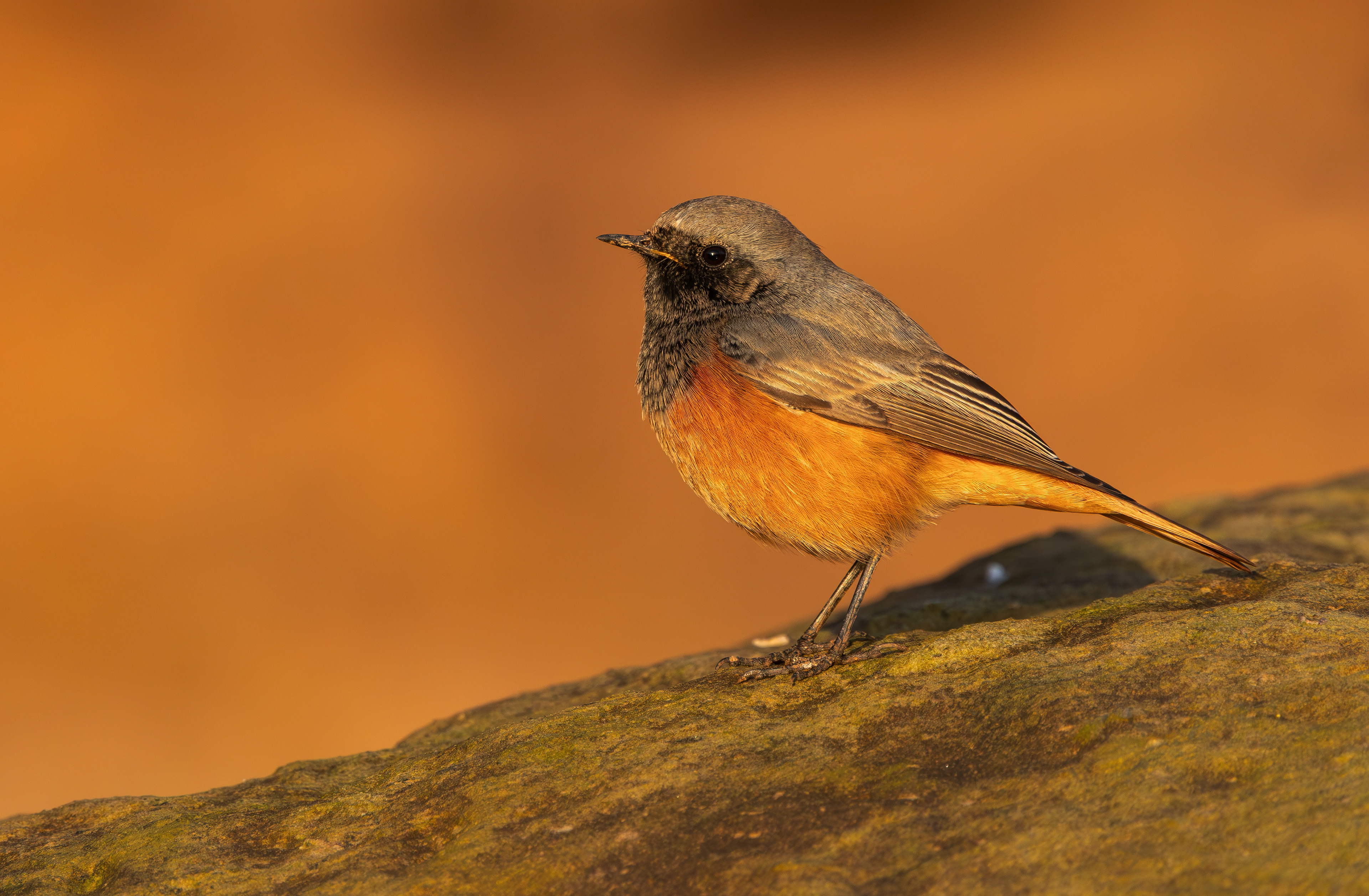 Eastern Black Redstart, Filey Brigg, North Yorkshire