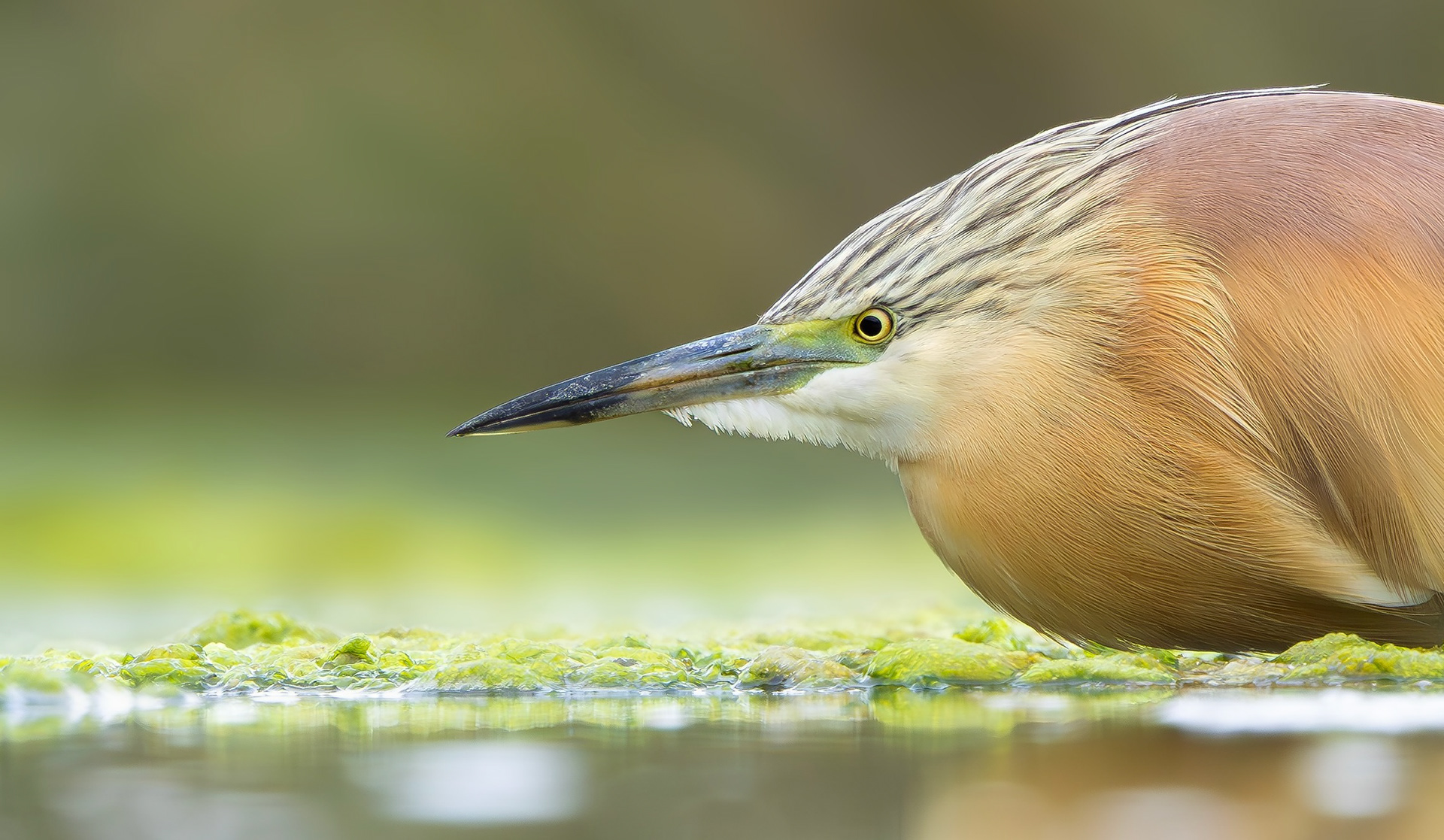 Squacco Heron