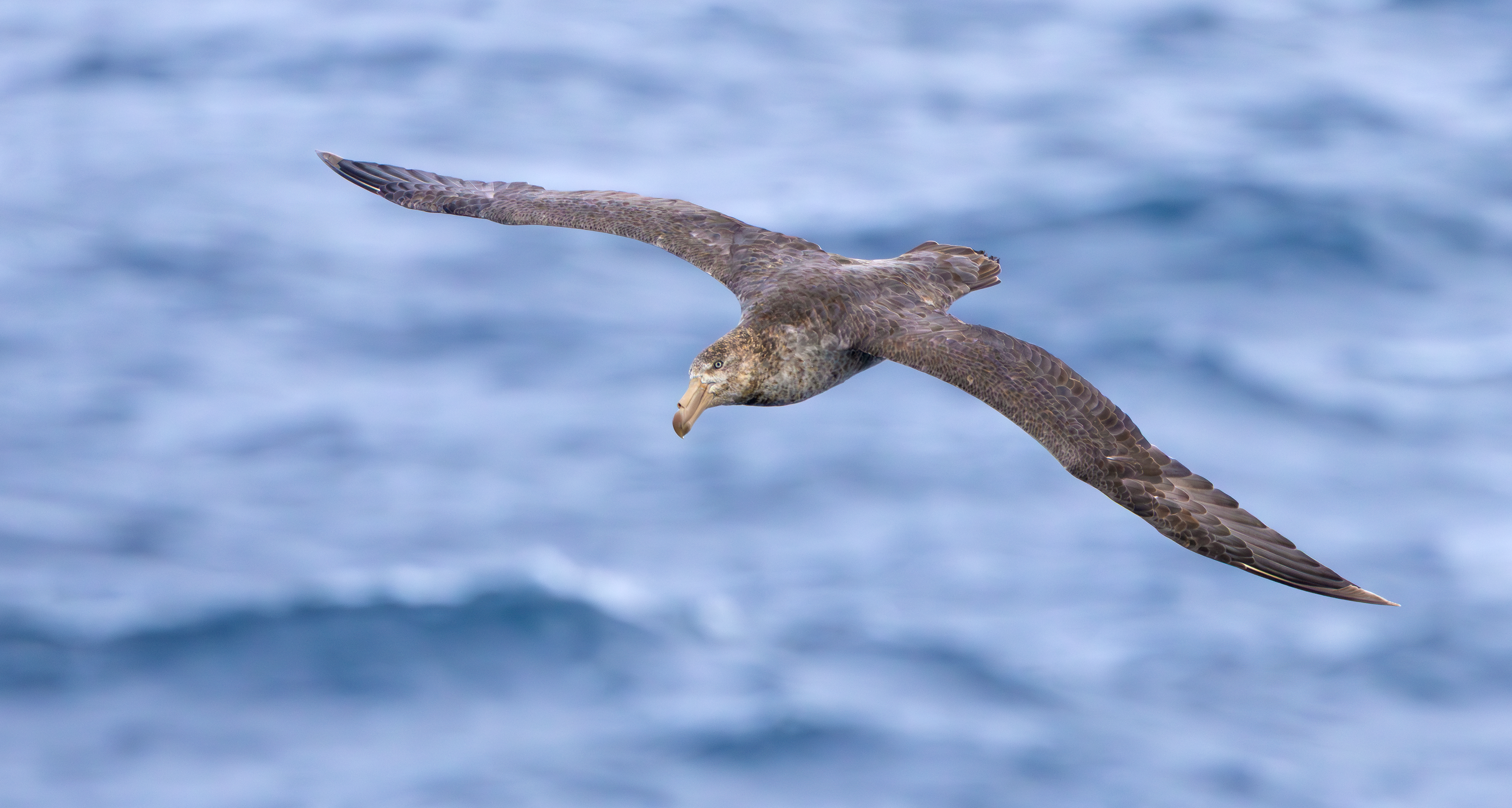 Northern Giant Petrel