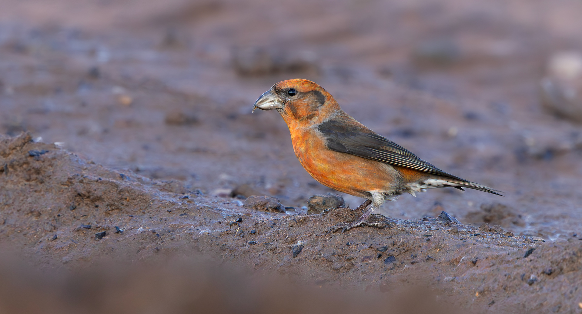 Common Crossbill, Nottinghamshire