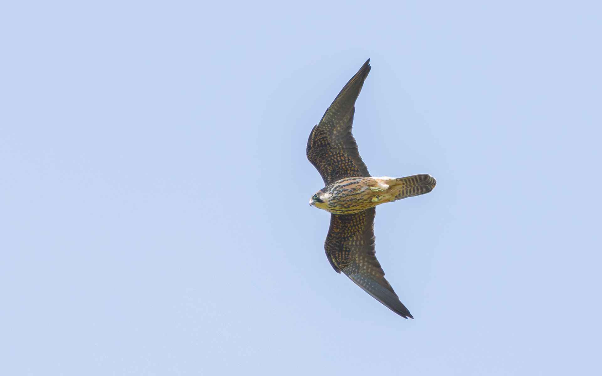 Eleonora's Falcon