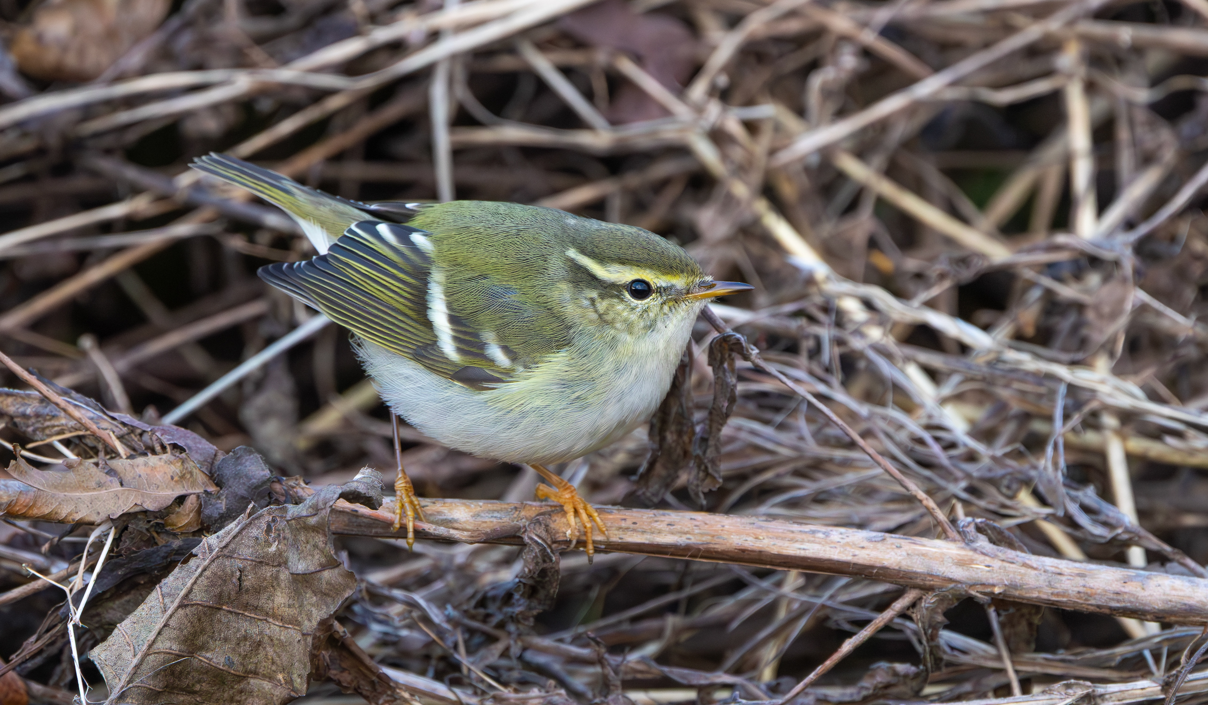 Yellow-browed Warbler, Hurley, Warwickshire