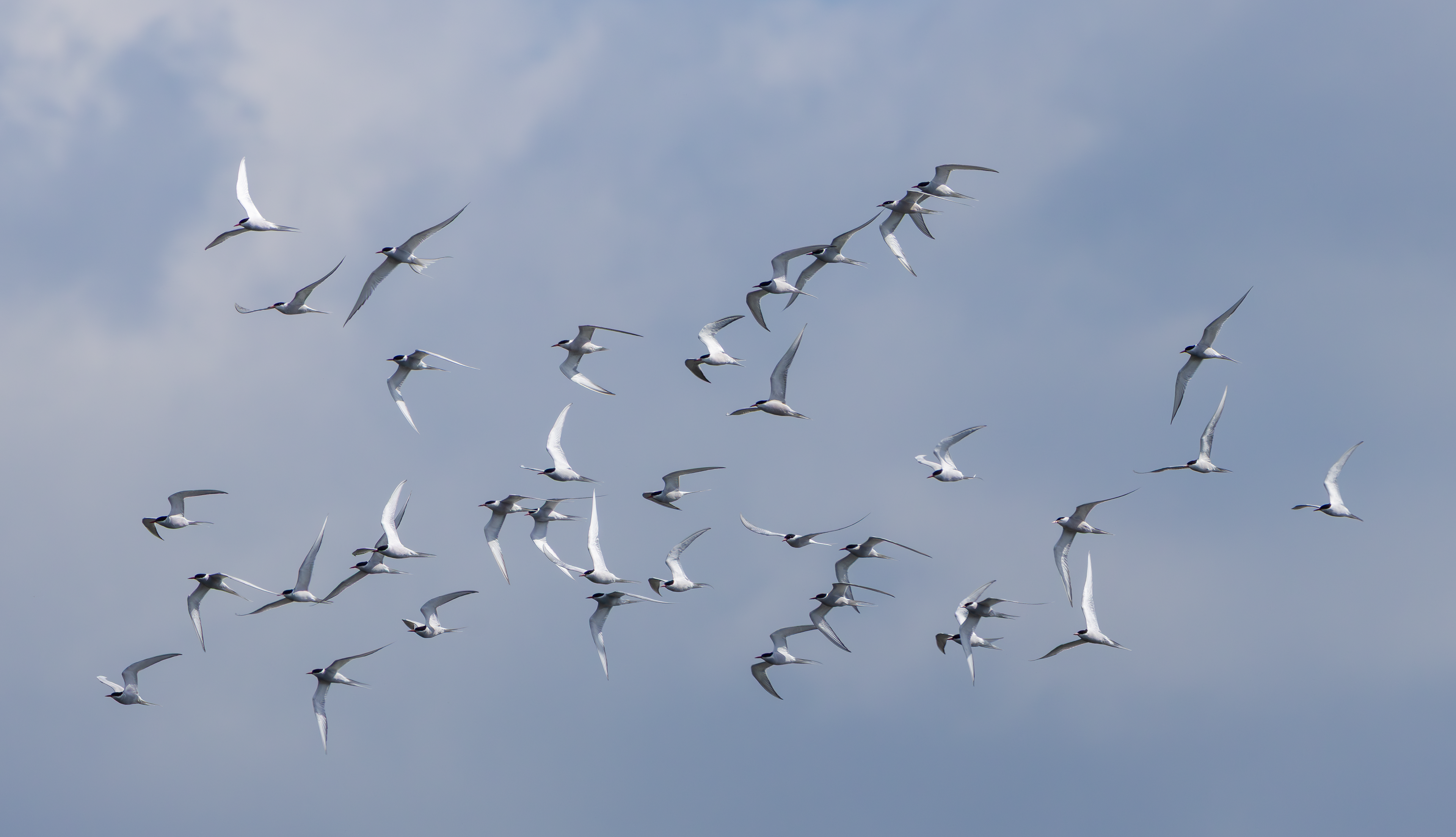 Arctic Tern, Attenborough NR, Nottinghamshire