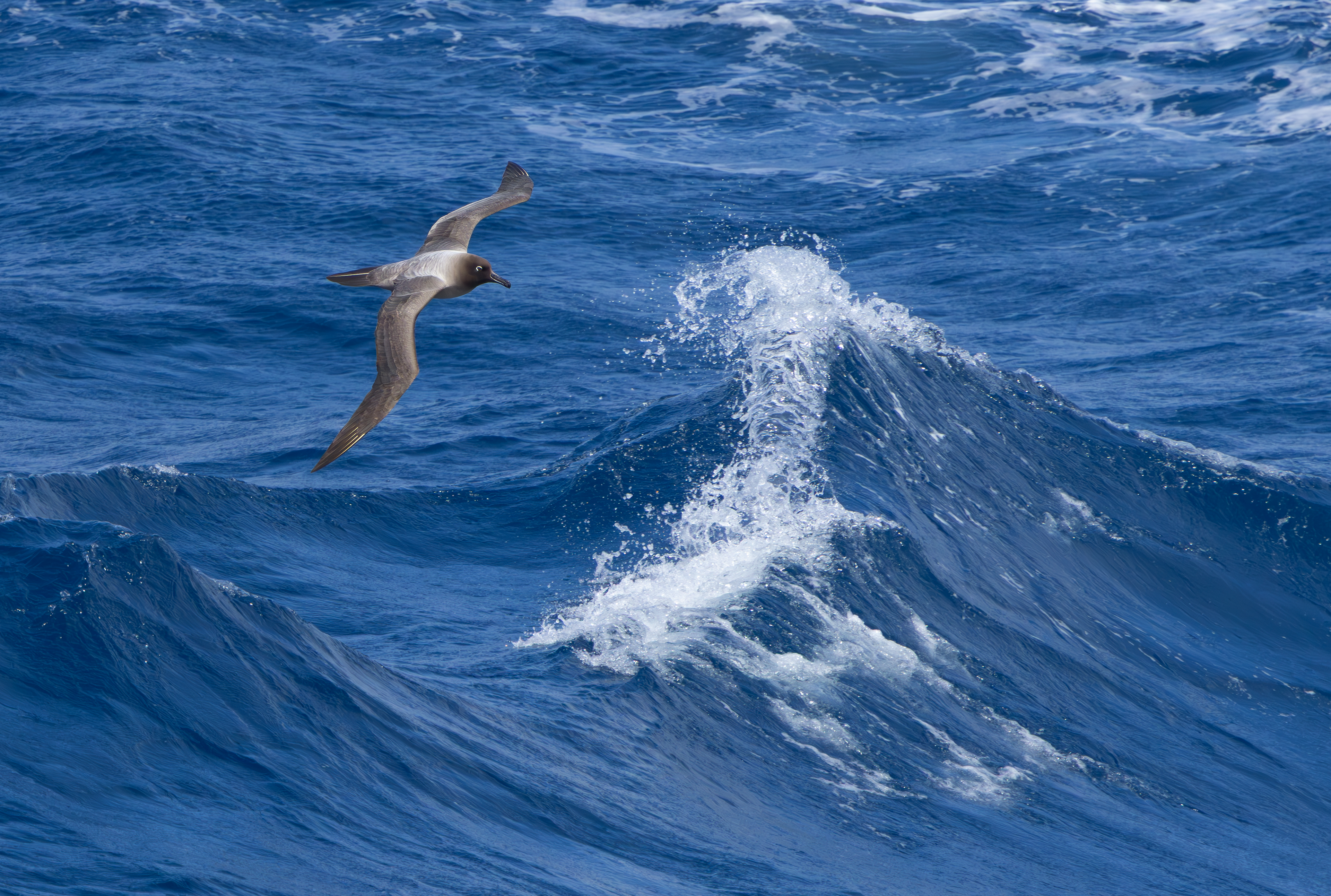 Light-mantled Albatross