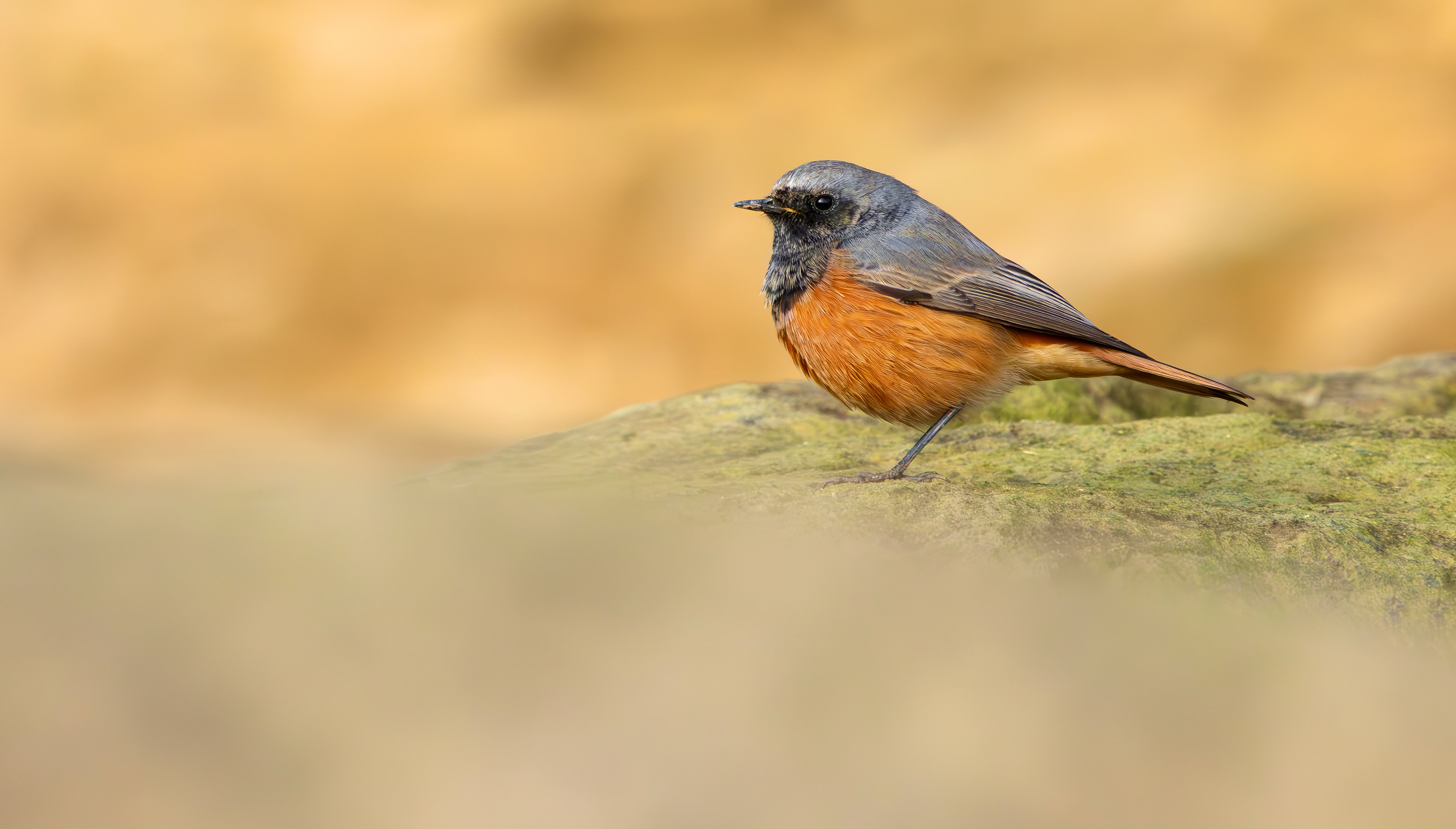 Eastern Black Redstart, Filey Brigg, North Yorkshire