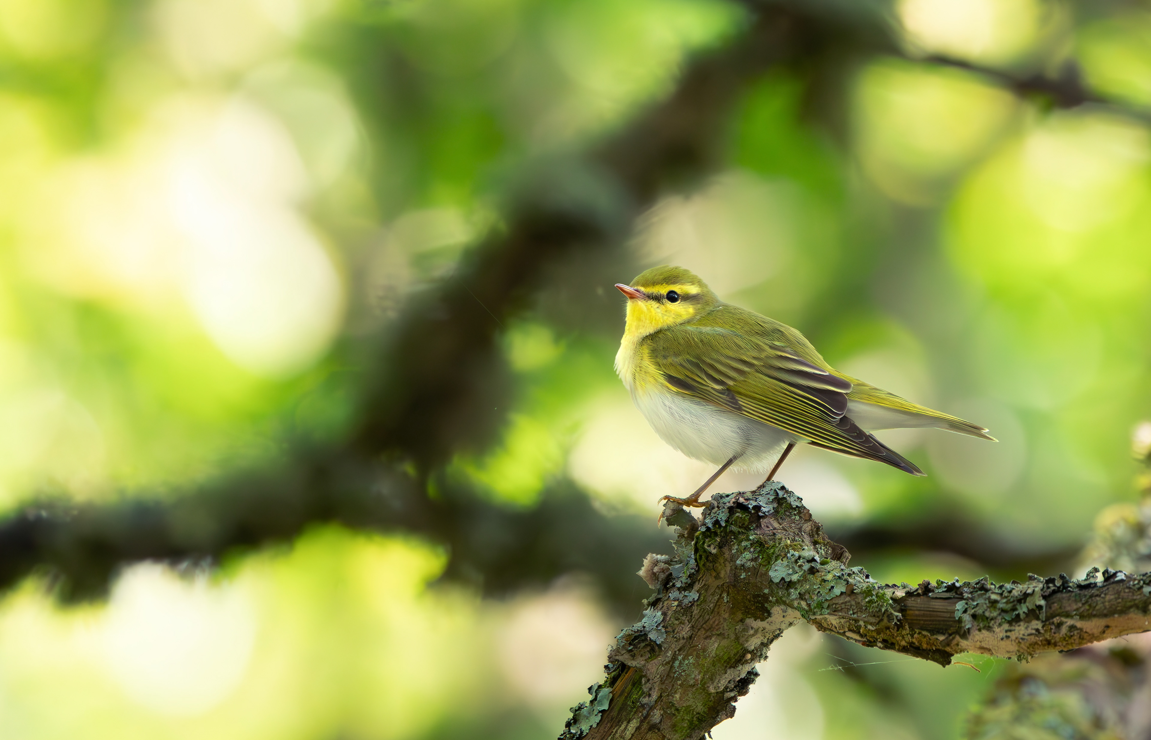 Wood Warbler, Peak District