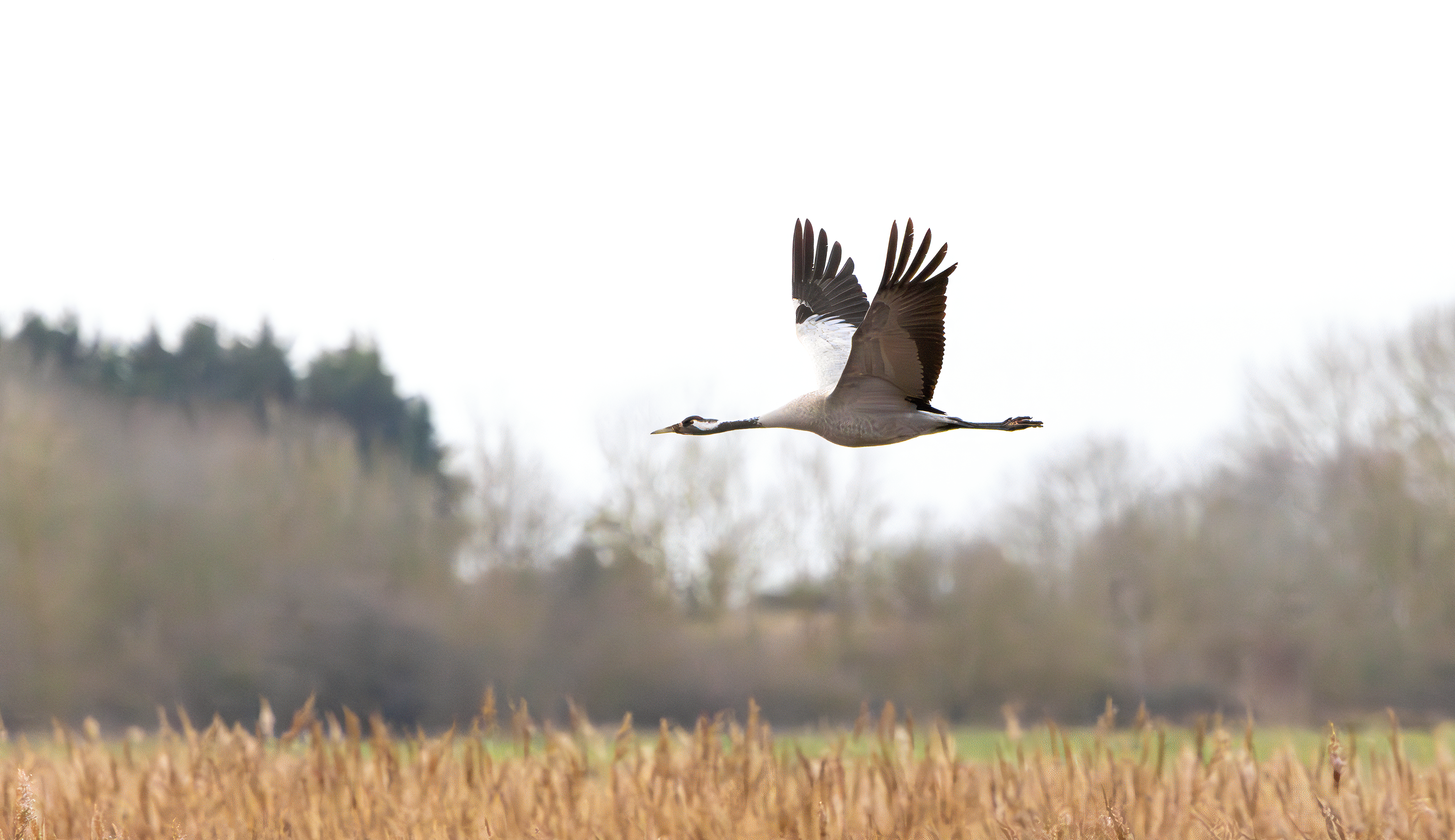 Common Crane, Willow Tree Fen LWT, Lincolnshire