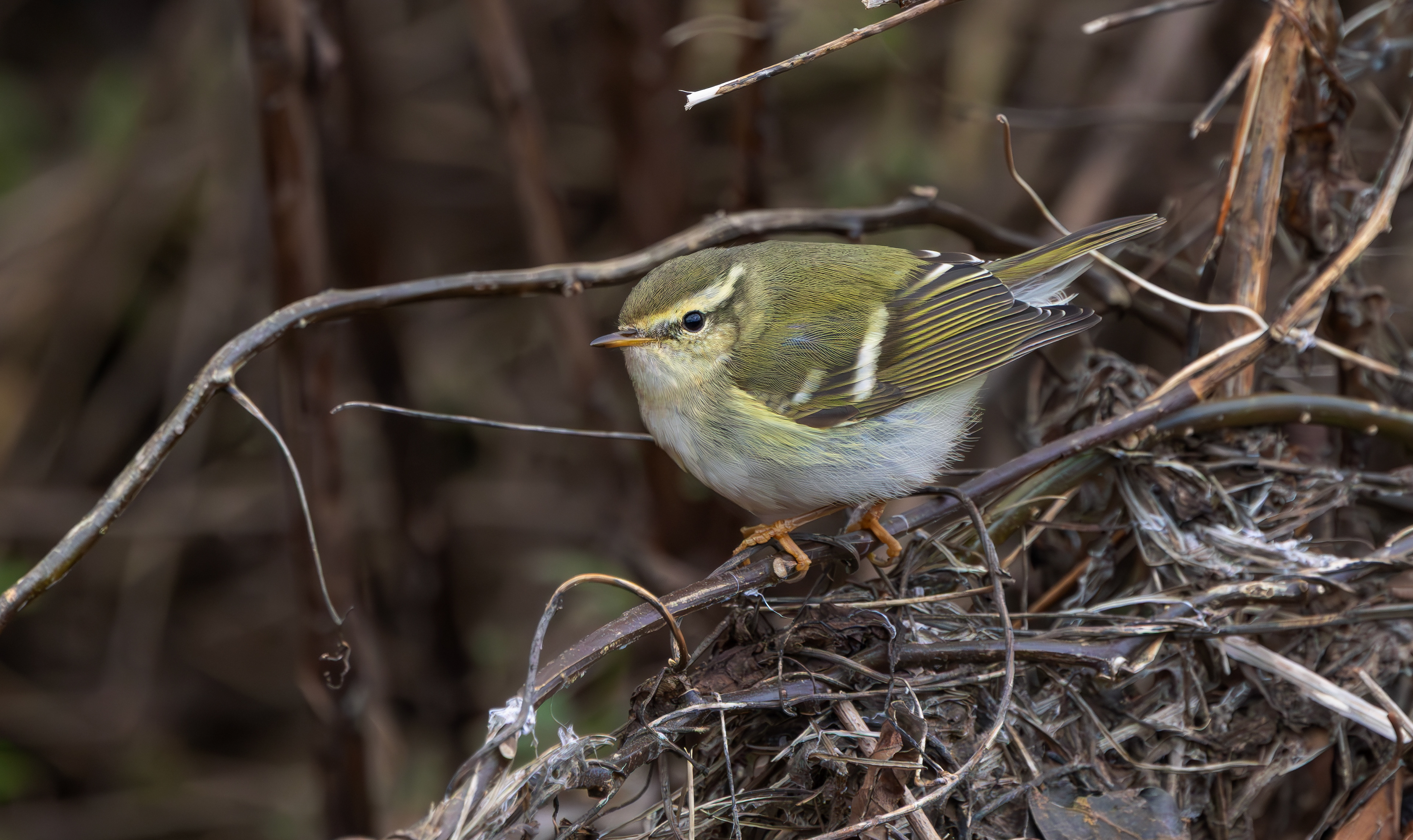 Yellow-browed Warbler, Hurley, Warwickshire