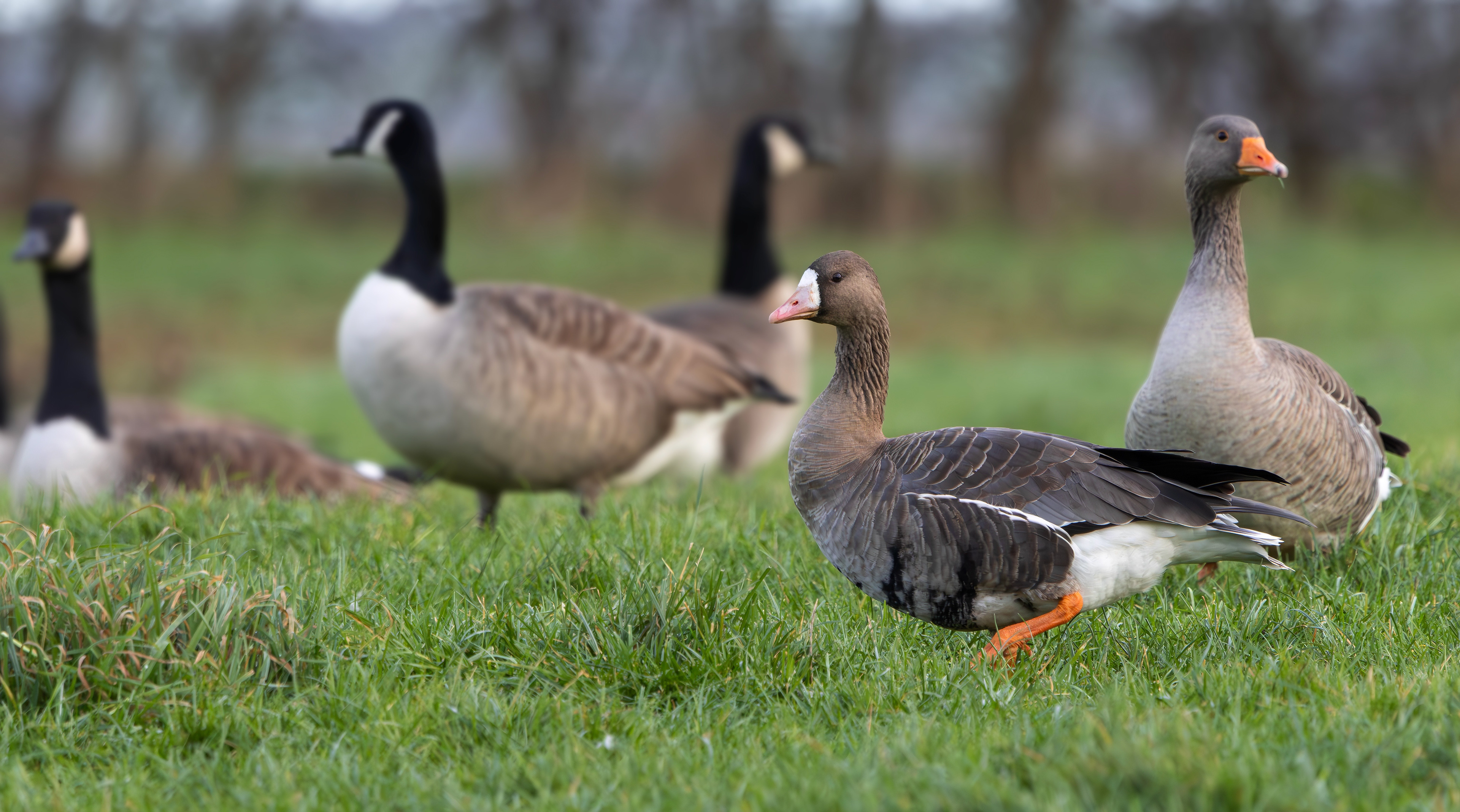 Russian White-fronted Goose, Stoke Bardolph, Nottinghamshire