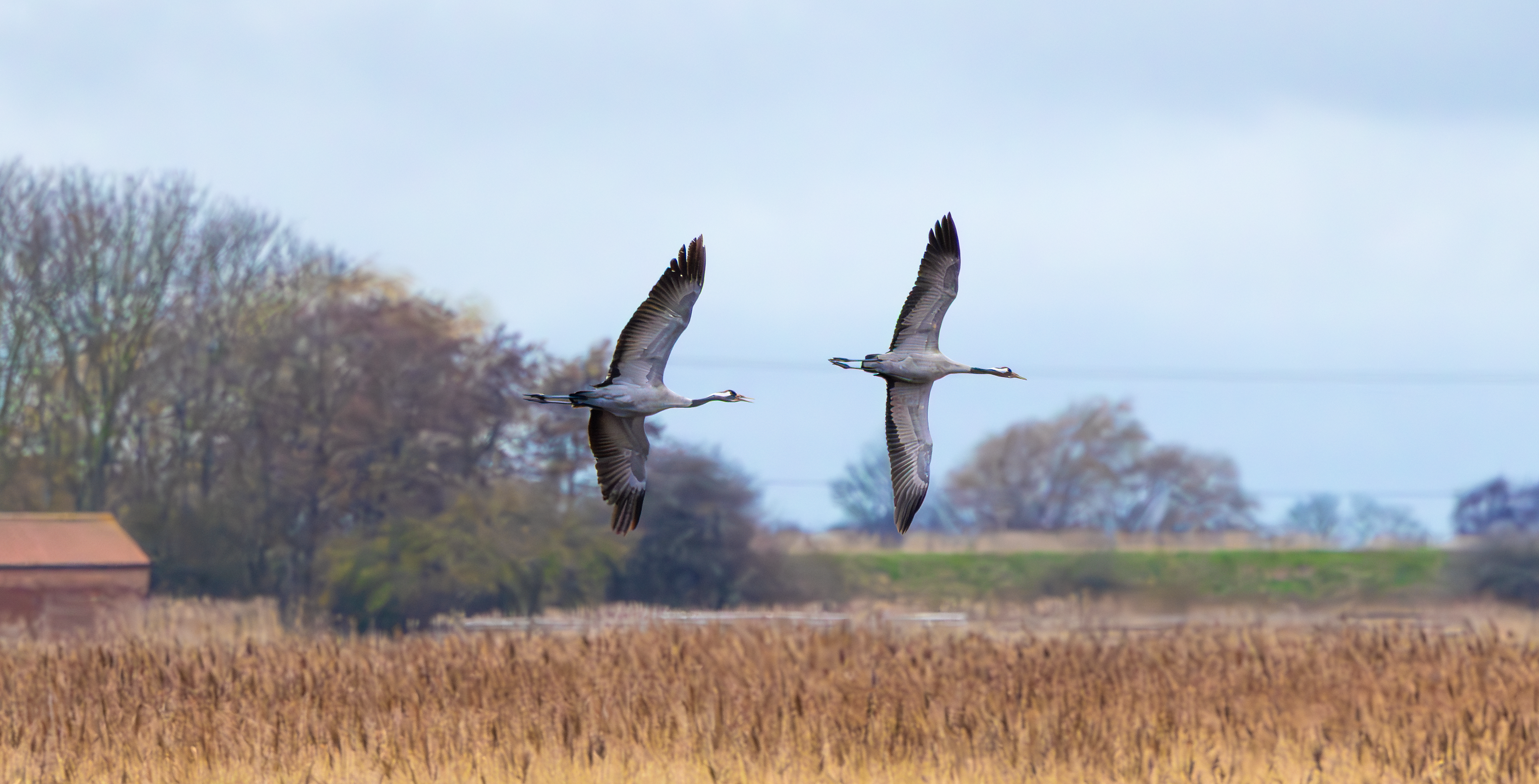 Common Cranes, Willow Tree Fen LWT, Lincolnshire