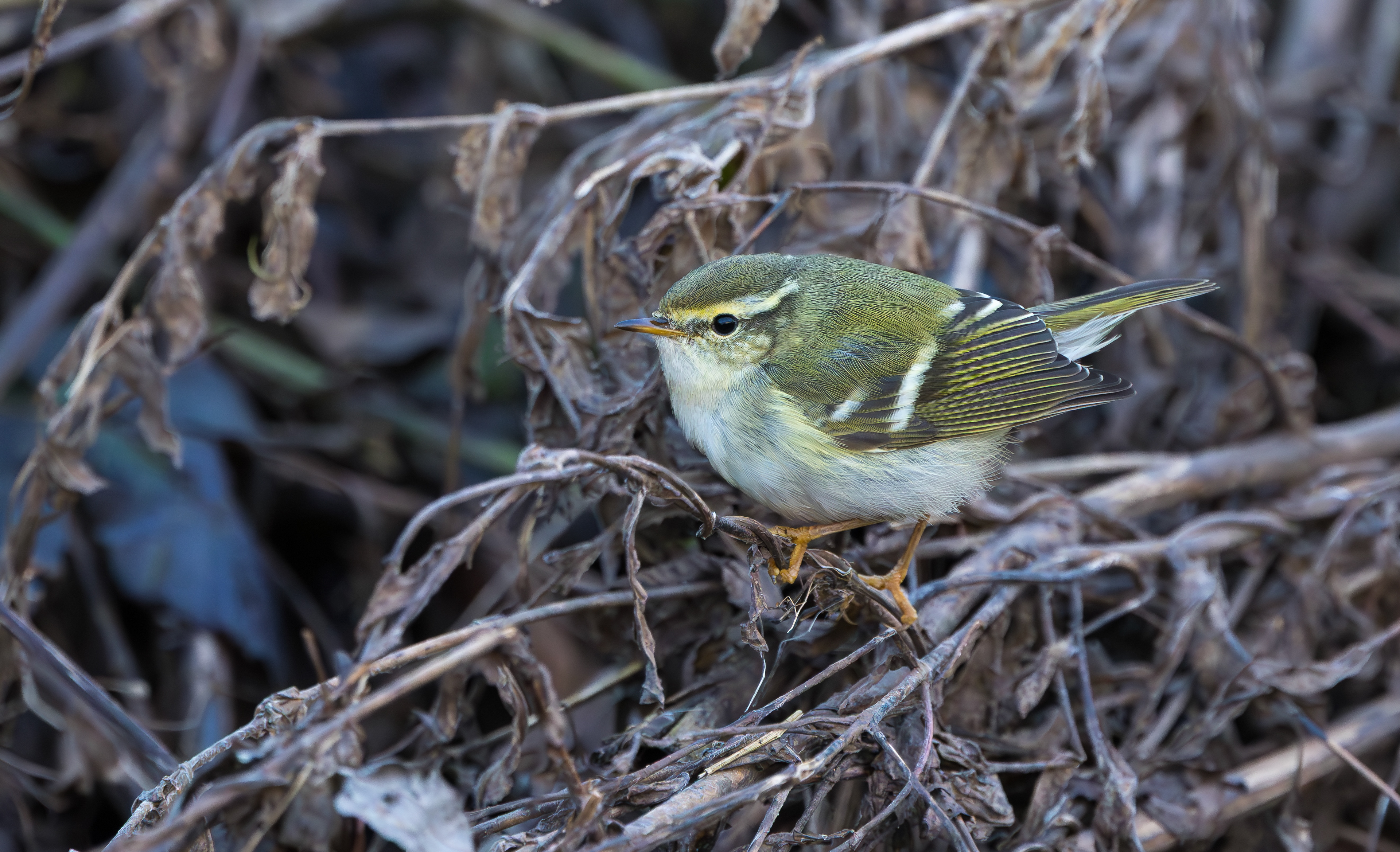 Yellow-browed Warbler, Hurley, Warwickshire