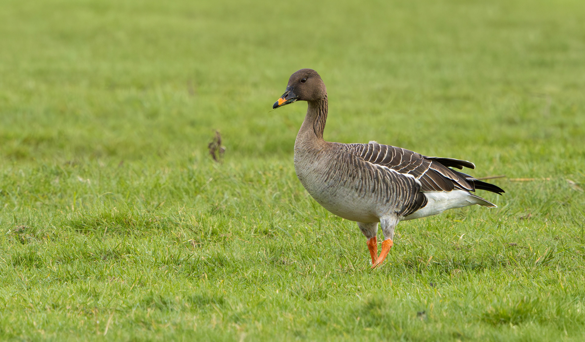 Tundra Bean Goose, Girton Pits, Nottinghamshire