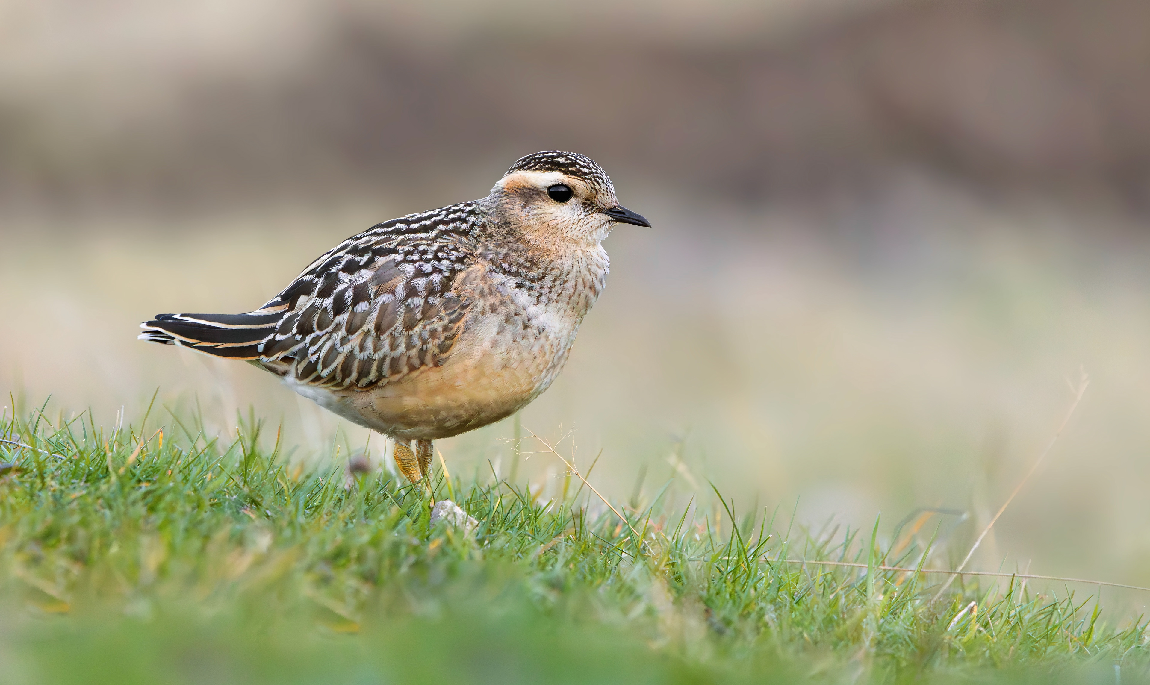 Eurasian Dotterel, Burbage Moor, South Yorkshire