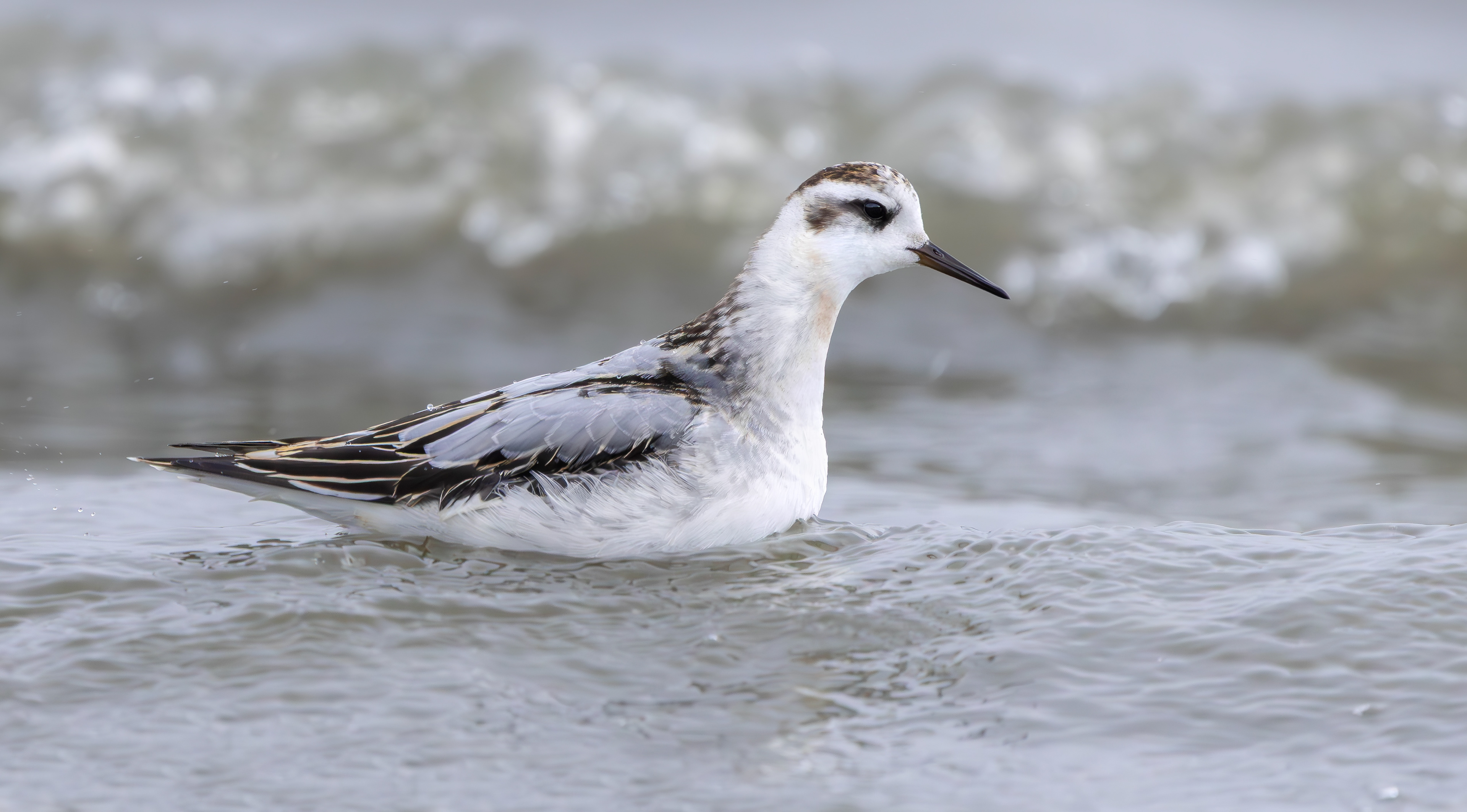Grey Phalarope, Rutland Water, Leicestershire & Rutland