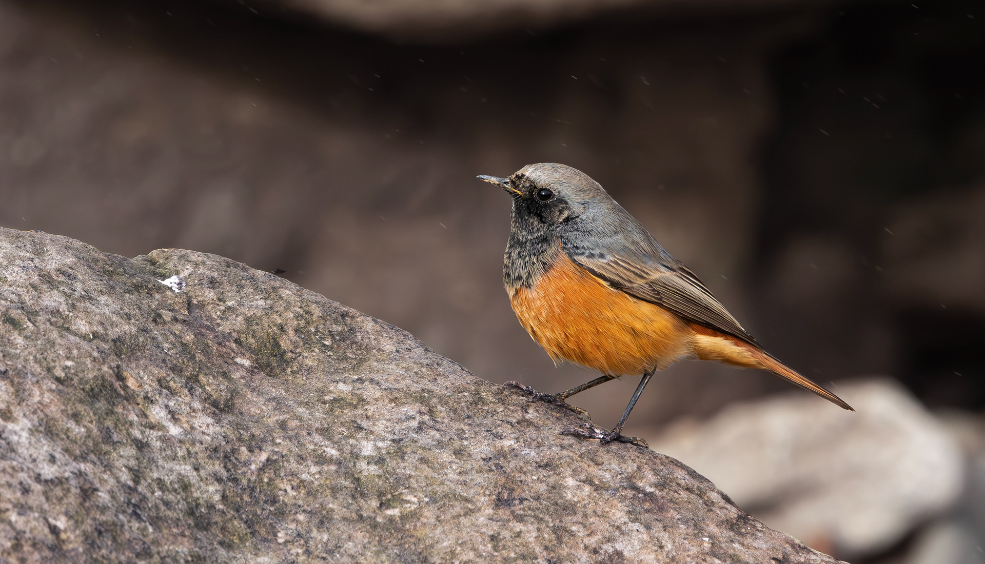 Eastern Black Redstart, Filey Brigg, North Yorkshire