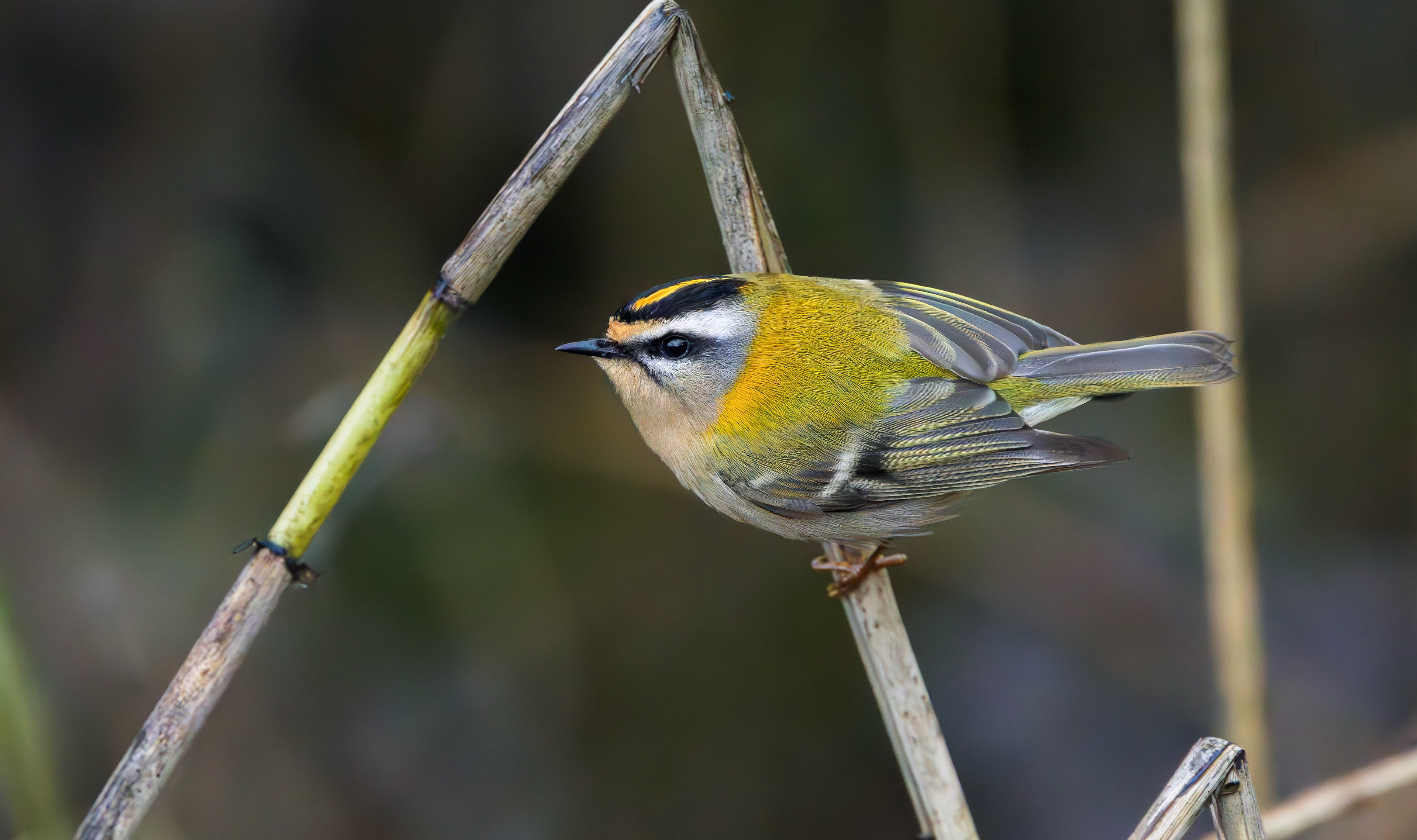 Firecrest, Titchwell RSPB, Norfolk